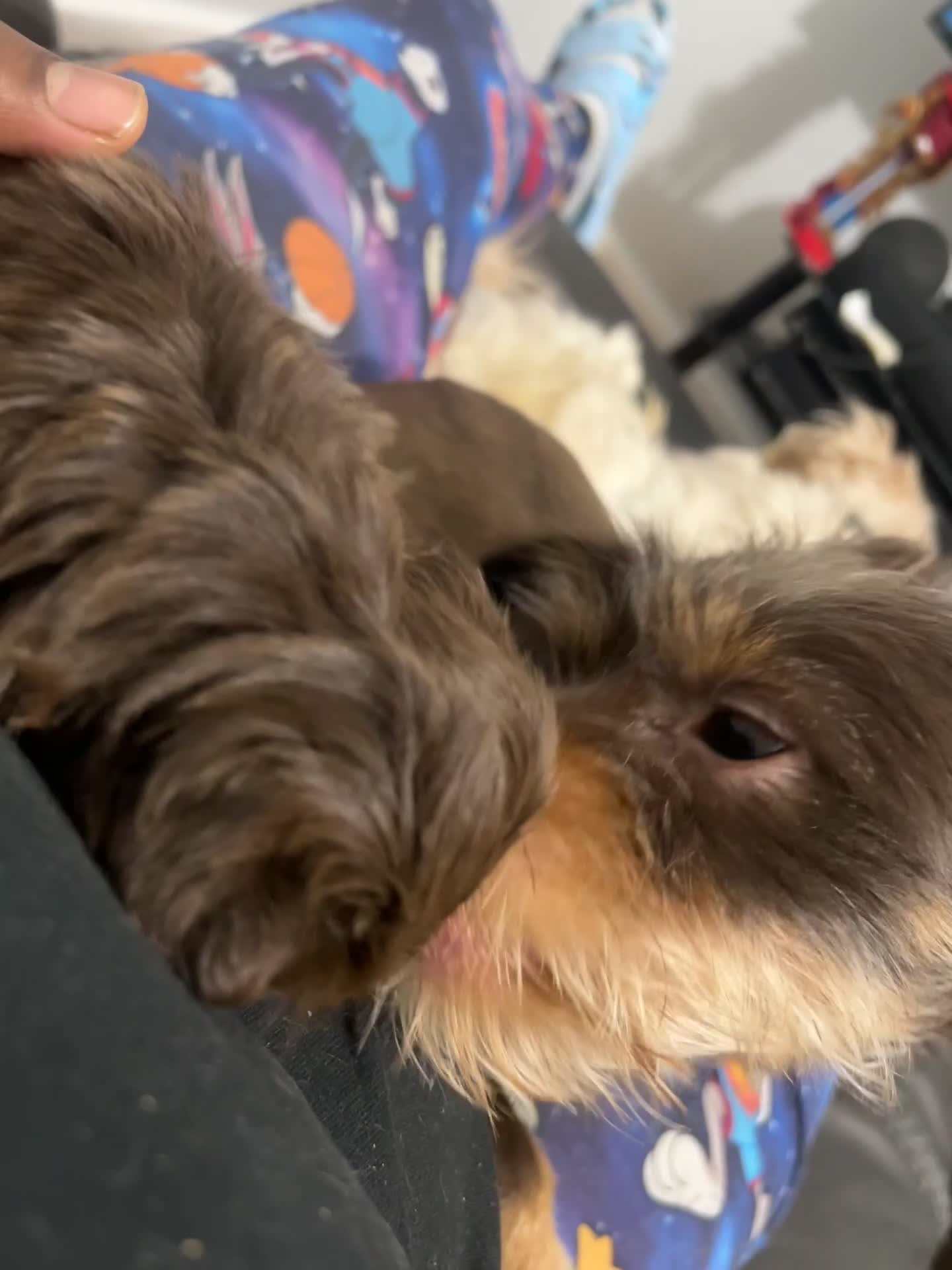 Mixed Breed dogs for sale: Pebbles  - Video 7