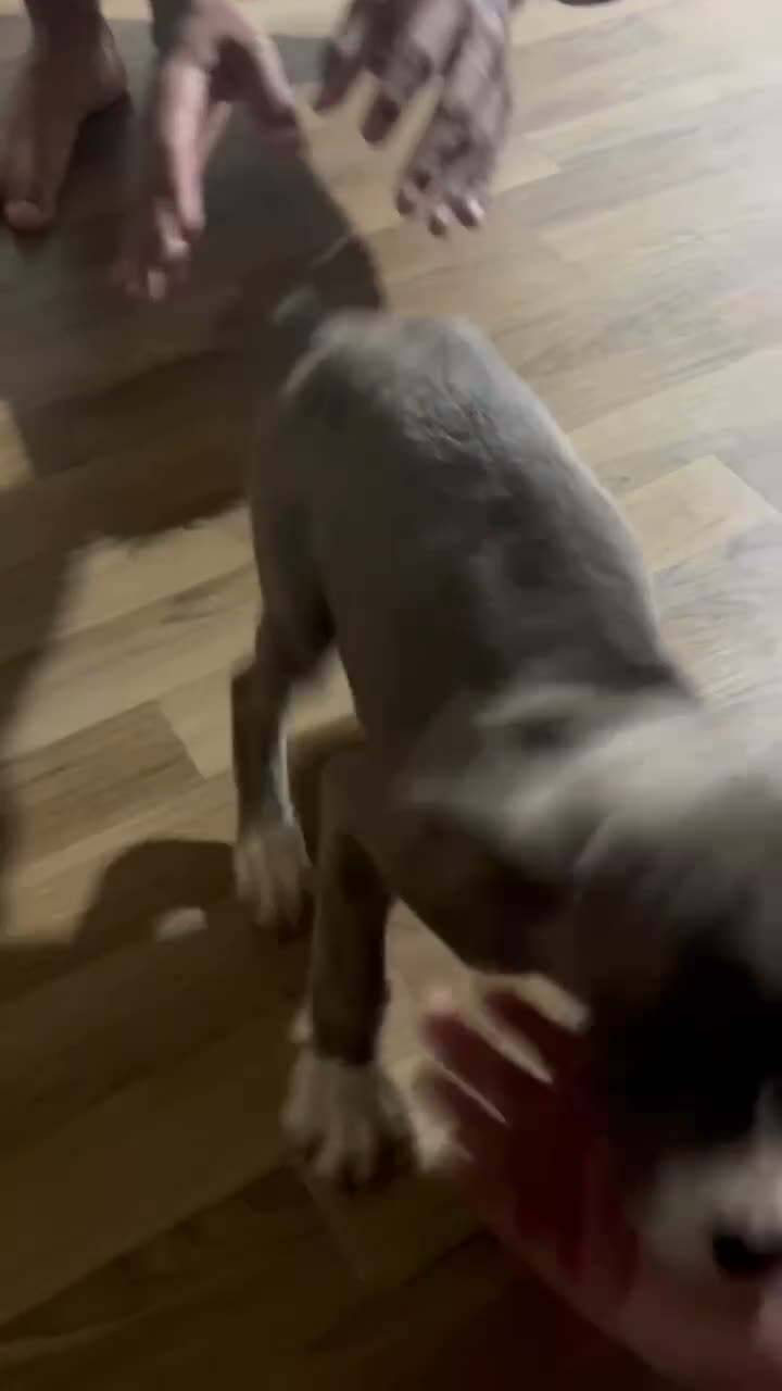 Cane Corso dogs for sale: Cane Corso 1 - Video 1
