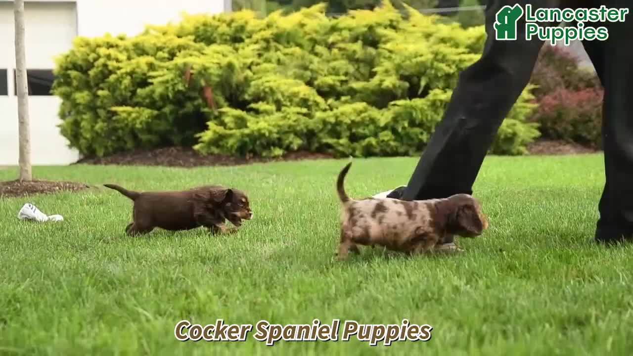 English Cocker Spaniel dogs for sale: Larry - Video 1