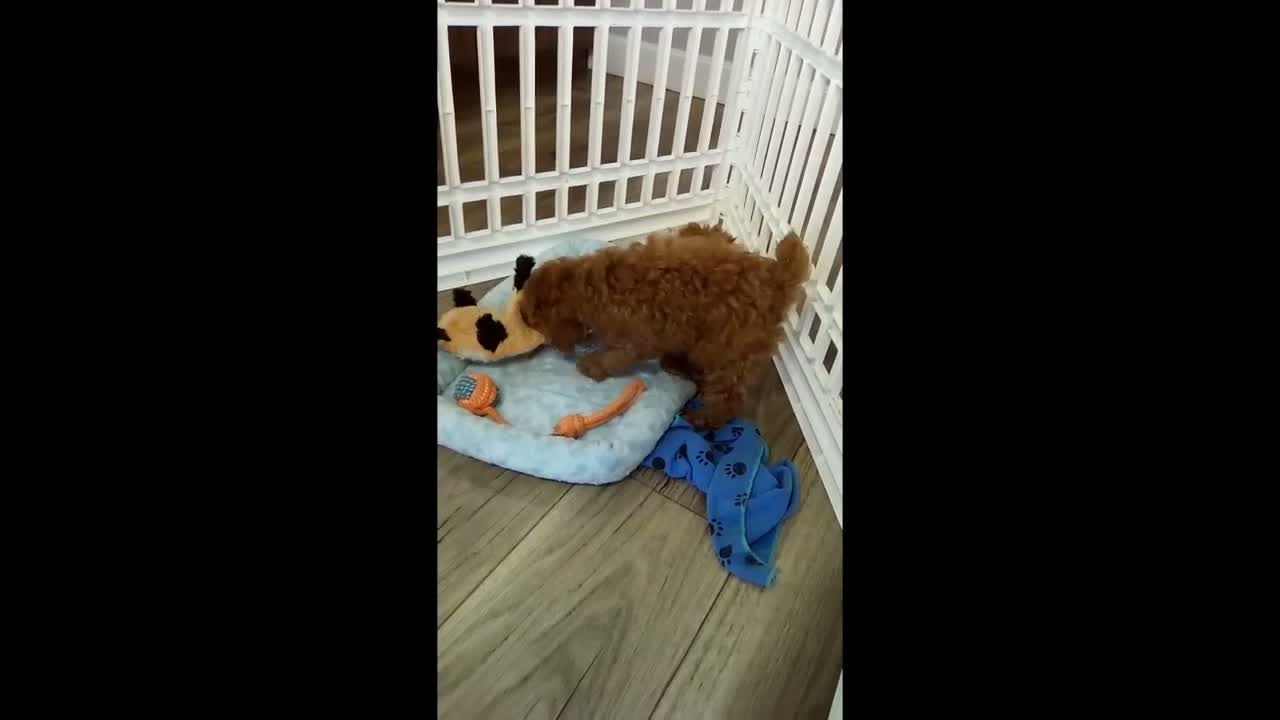 Toy Poodle dogs for sale: Toby - Video 2