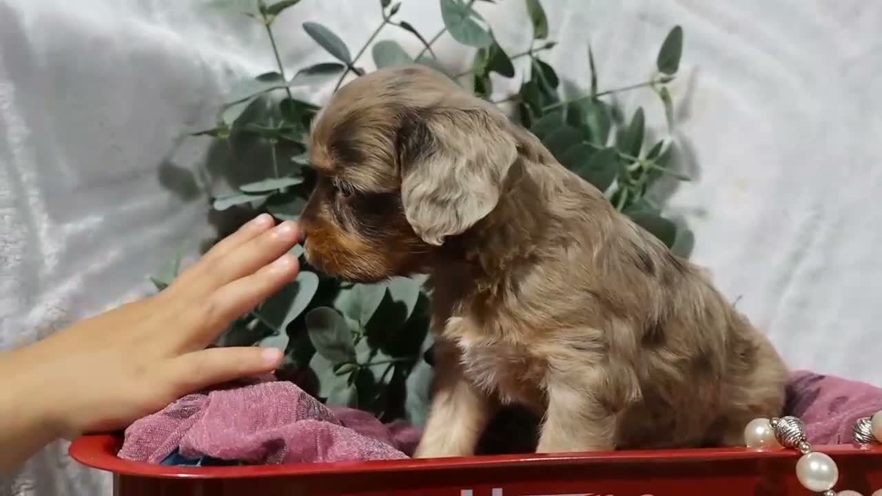 Cavapoo dogs for sale: Celine  - Video 1