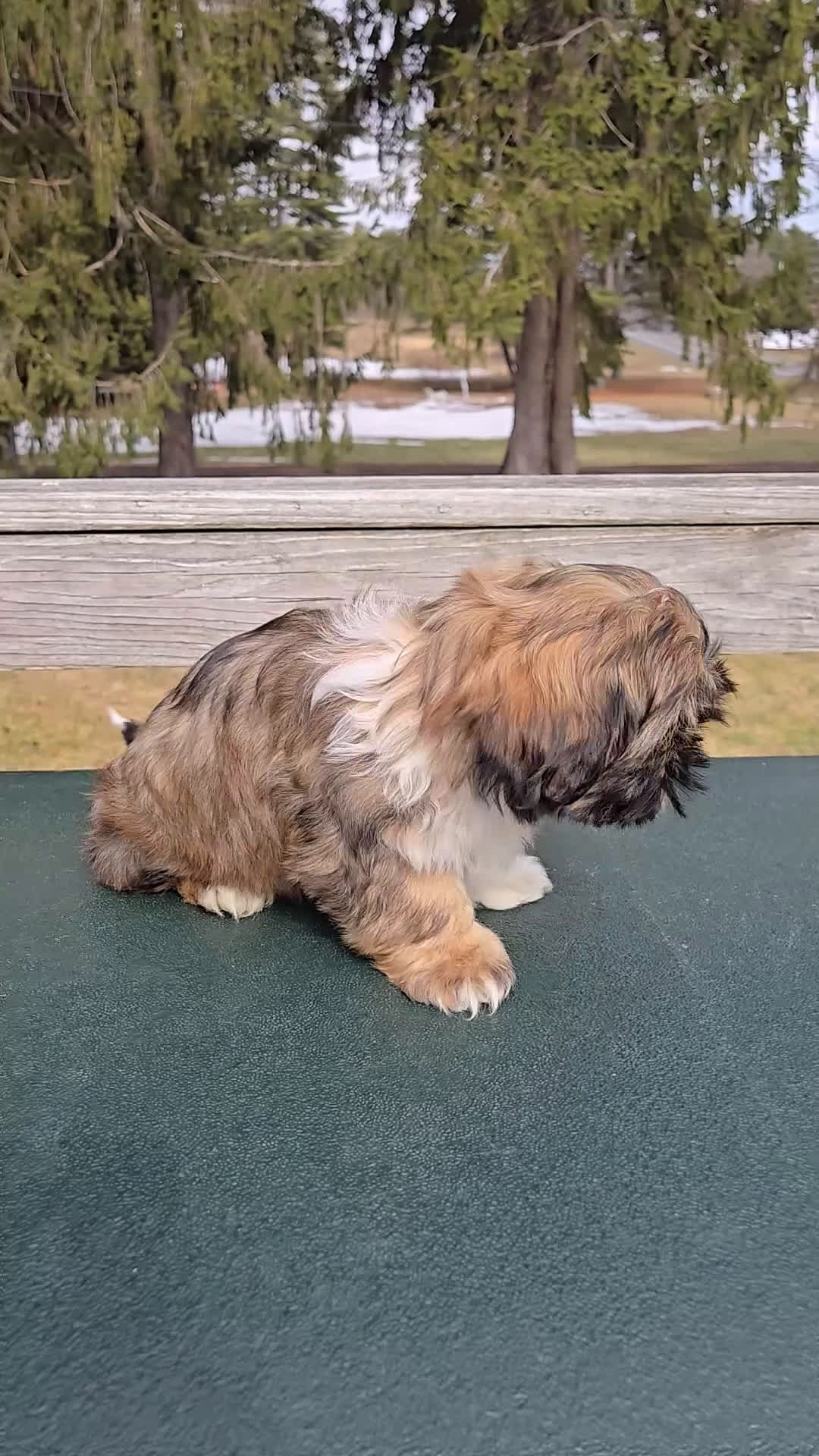 Mixed Breed dogs for sale: Grizzly  - Video 1