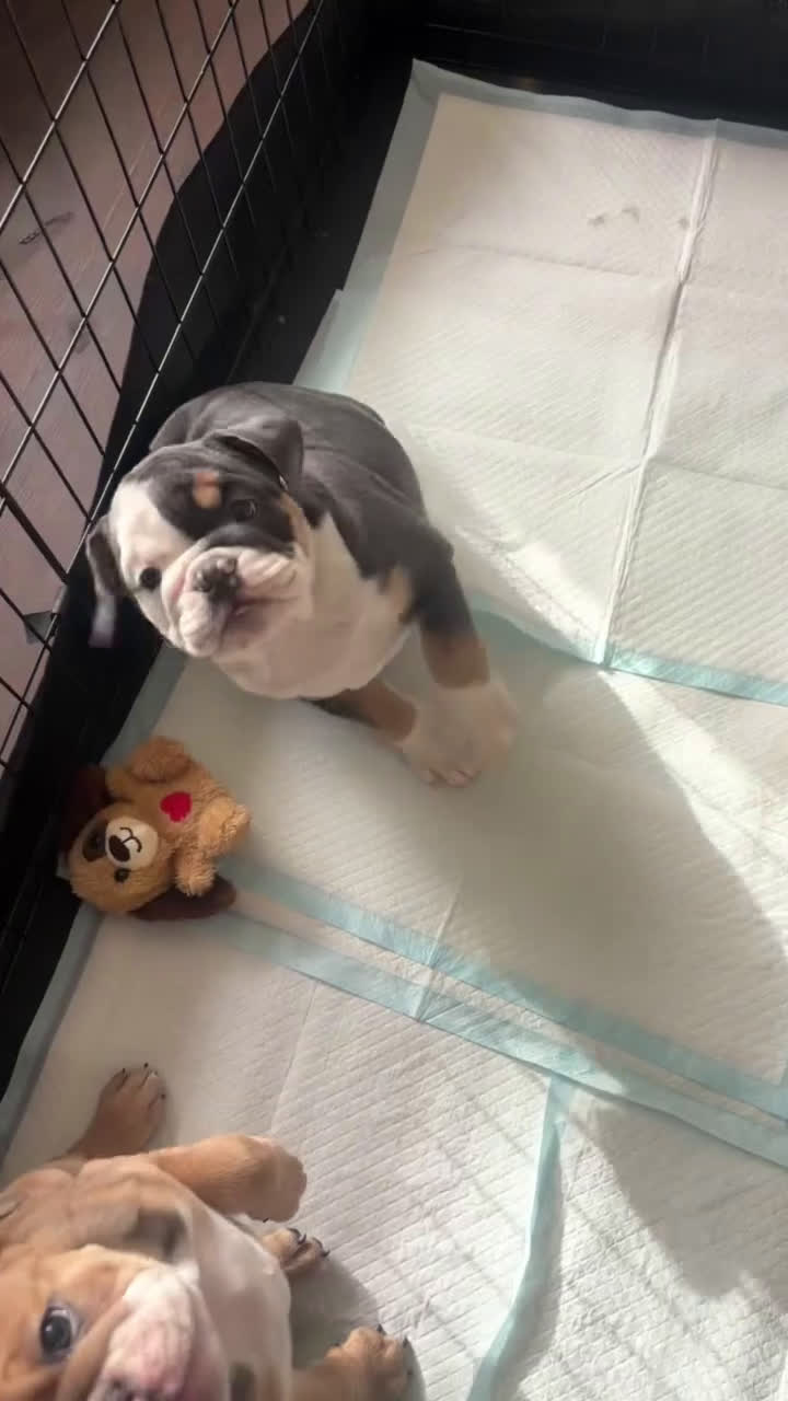 English Bulldog dogs for sale: Nova - Video 1