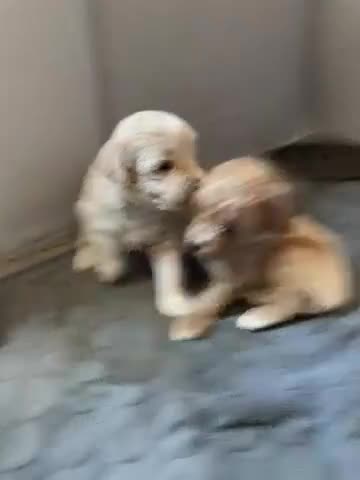 Shihpoo dogs for sale: Shihpoo 3- Charlie  - Video 2