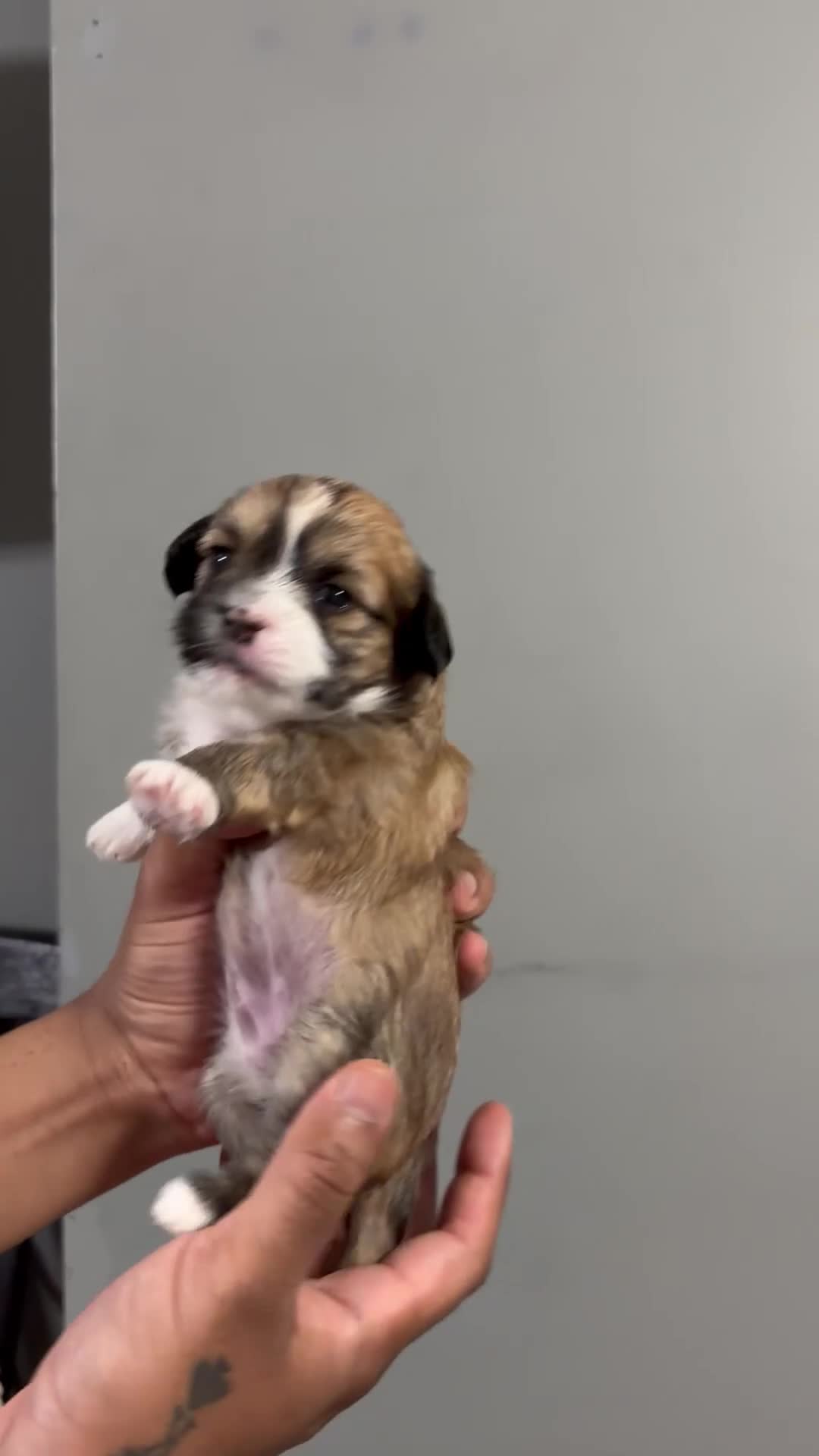 Shih Tzu dogs for sale: Muffin - Video 1