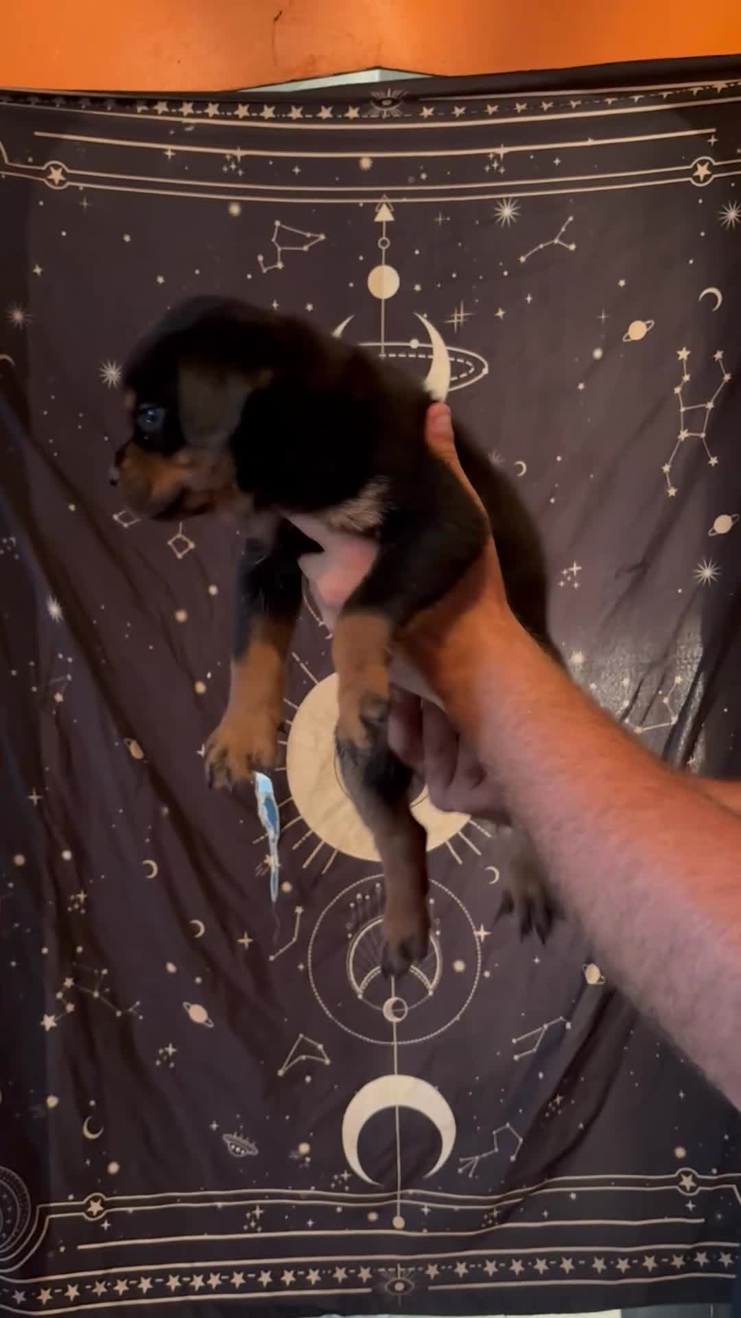 Rottweiler dogs for sale: Rottweiler 5 - Video 1