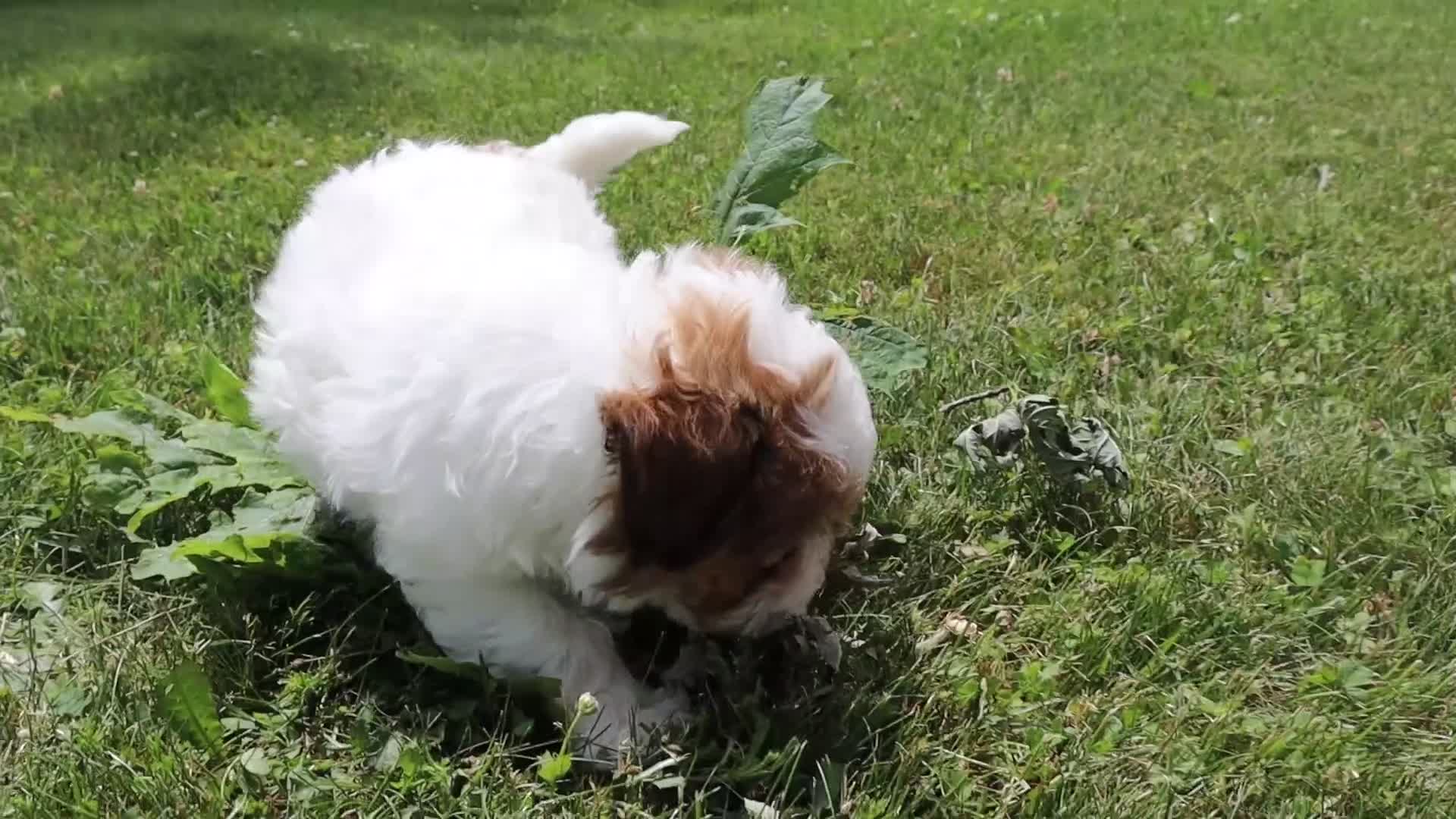 Shihpoo dogs for sale: Clay - Video 1