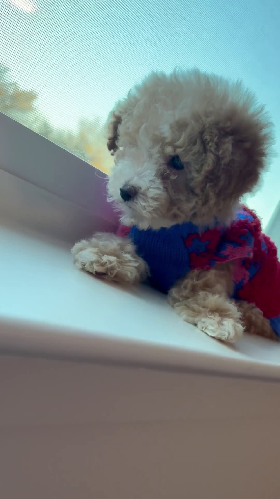 Mini Goldendoodle dogs for sale: Mini Goldendoodle ‘Charm’ - Video 1