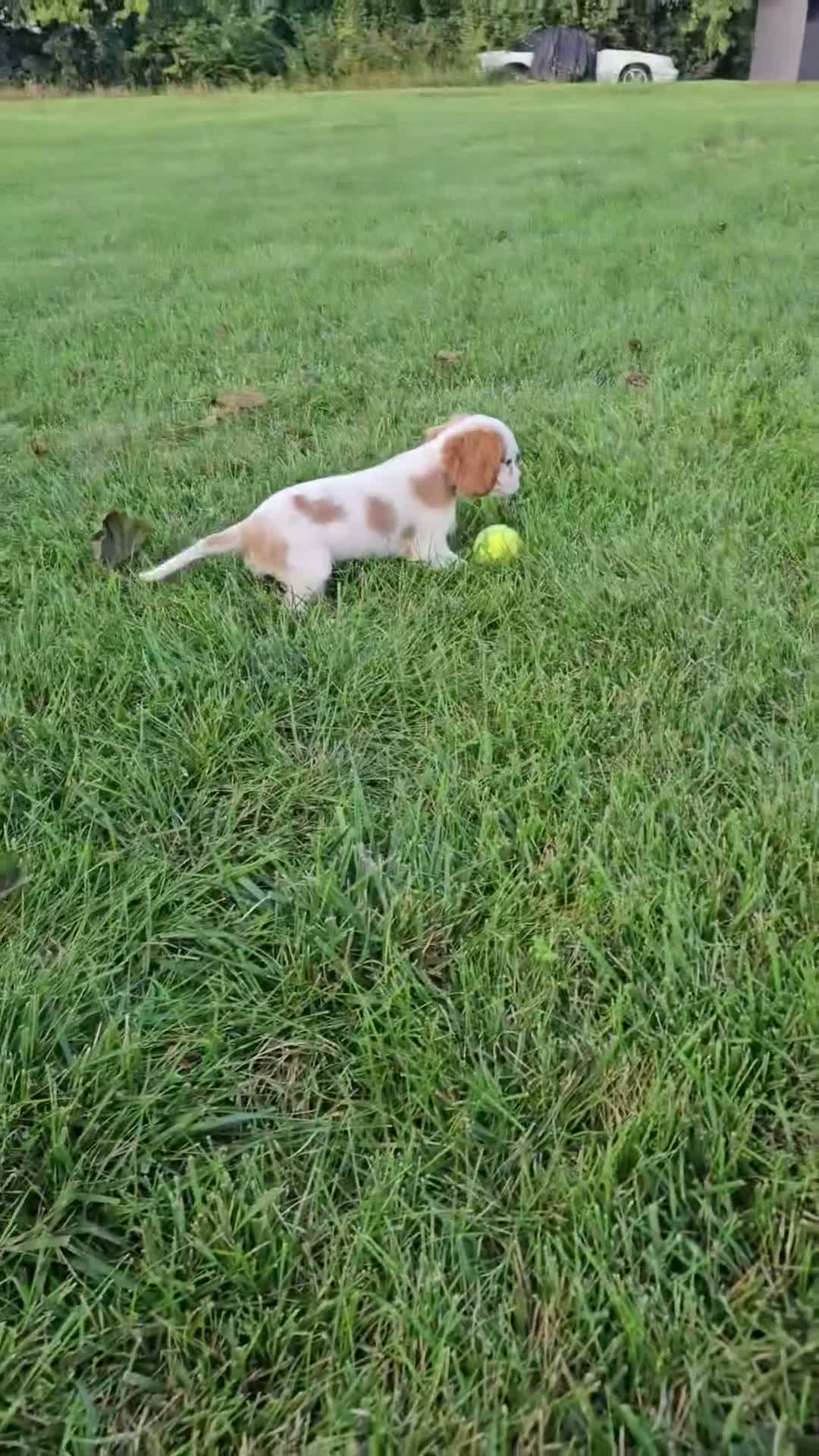 Cavalier King Charles Spaniel dogs for sale: MilkyWay - Video 1