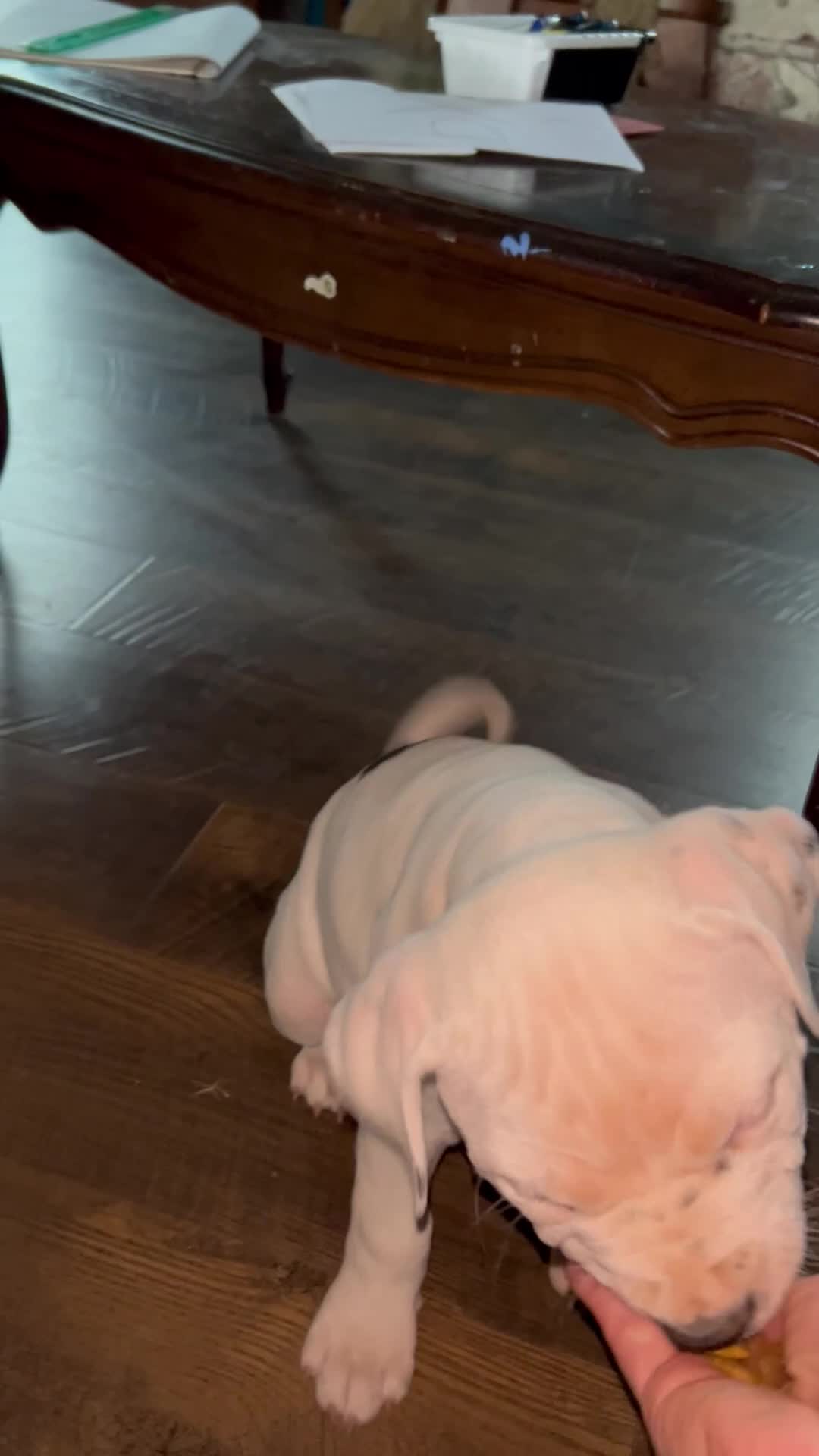 American Pit Bull Terrier dogs for sale: American Pit Bull Terrier 5 - Video 1