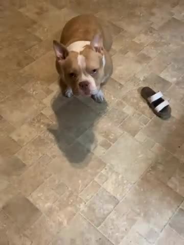 American Bully dogs for sale: American Bully 1 - Video 2
