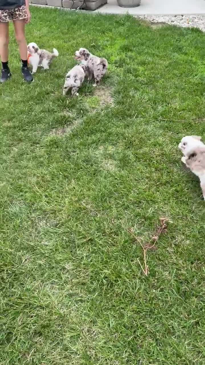 Mini Aussiedoodle dogs for sale: Mini Axel - Video 4