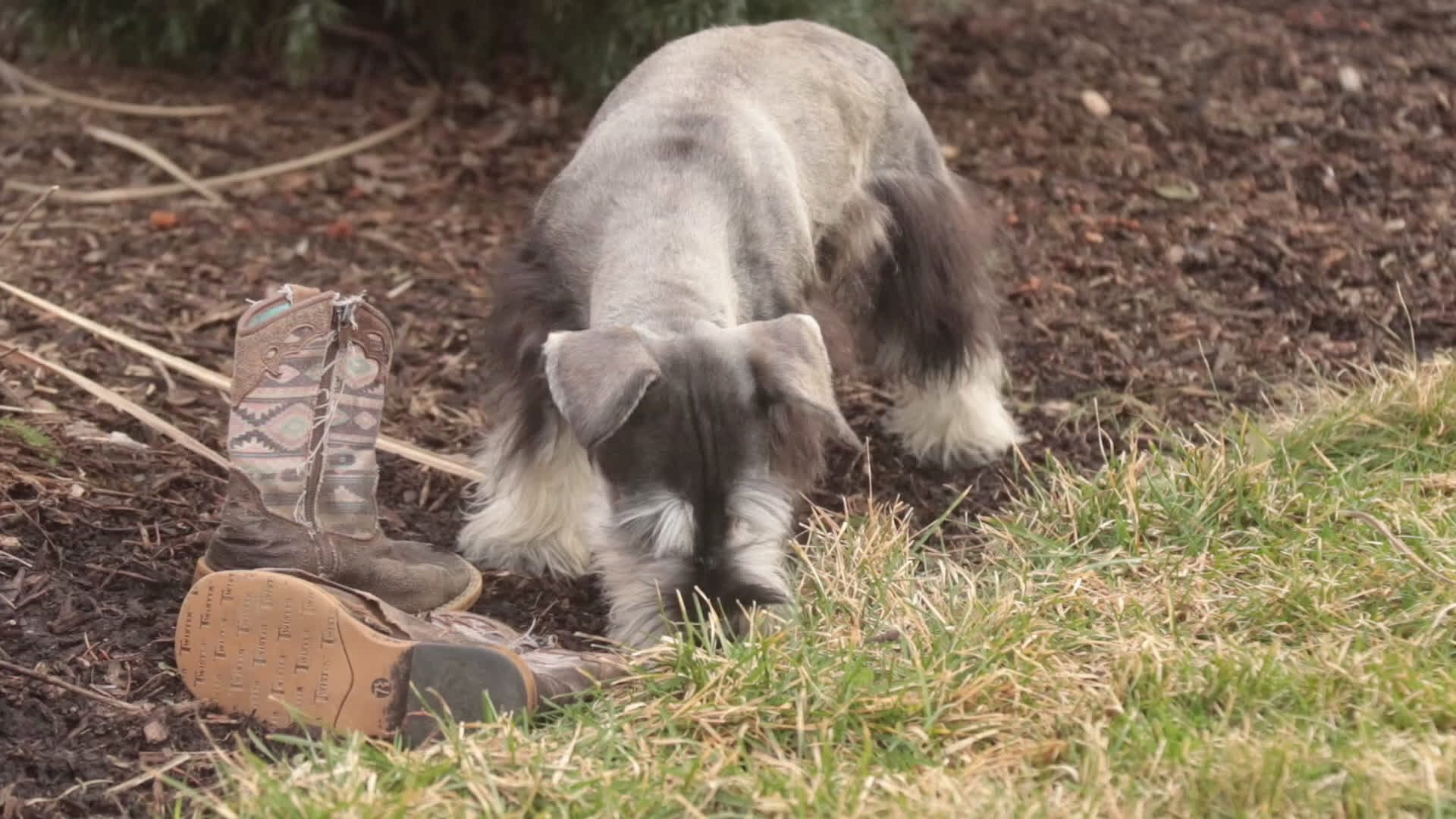 Miniature Schnauzer dogs for sale: Holly - Video 1