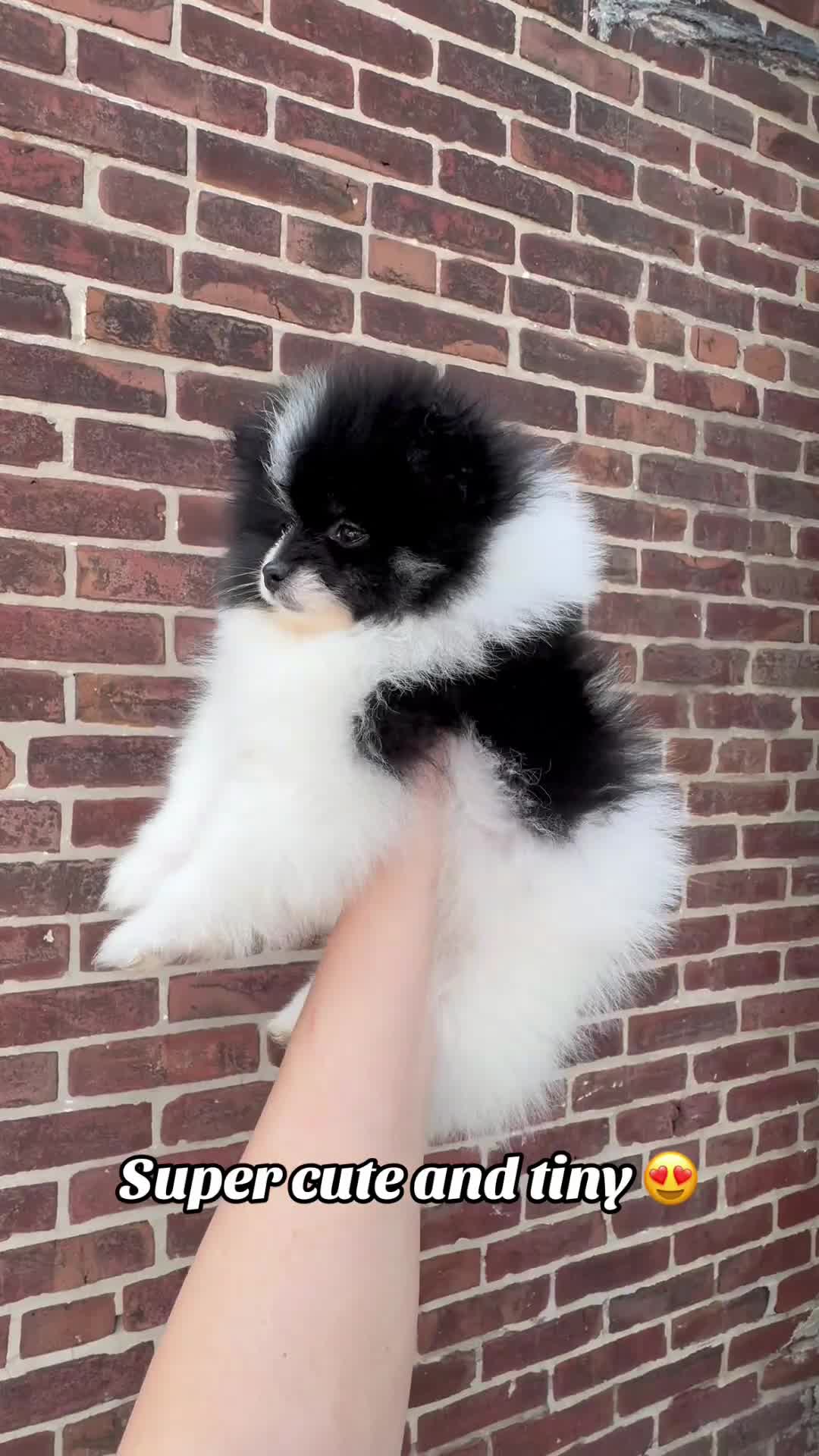Pomeranian dogs for sale: Panda  - Video 2