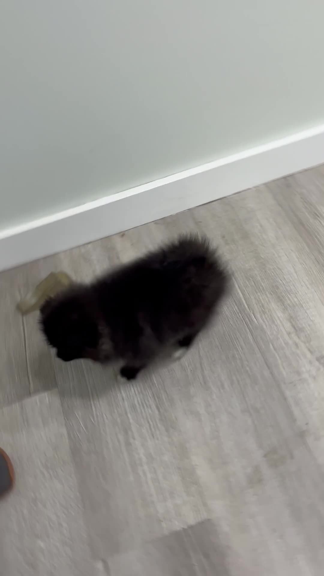 Pomeranian dogs for sale: Jade - Video 1