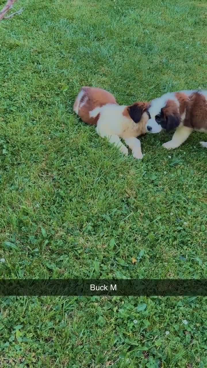 Saint Bernard dogs for sale: Saint Bernard 2 - Video 1
