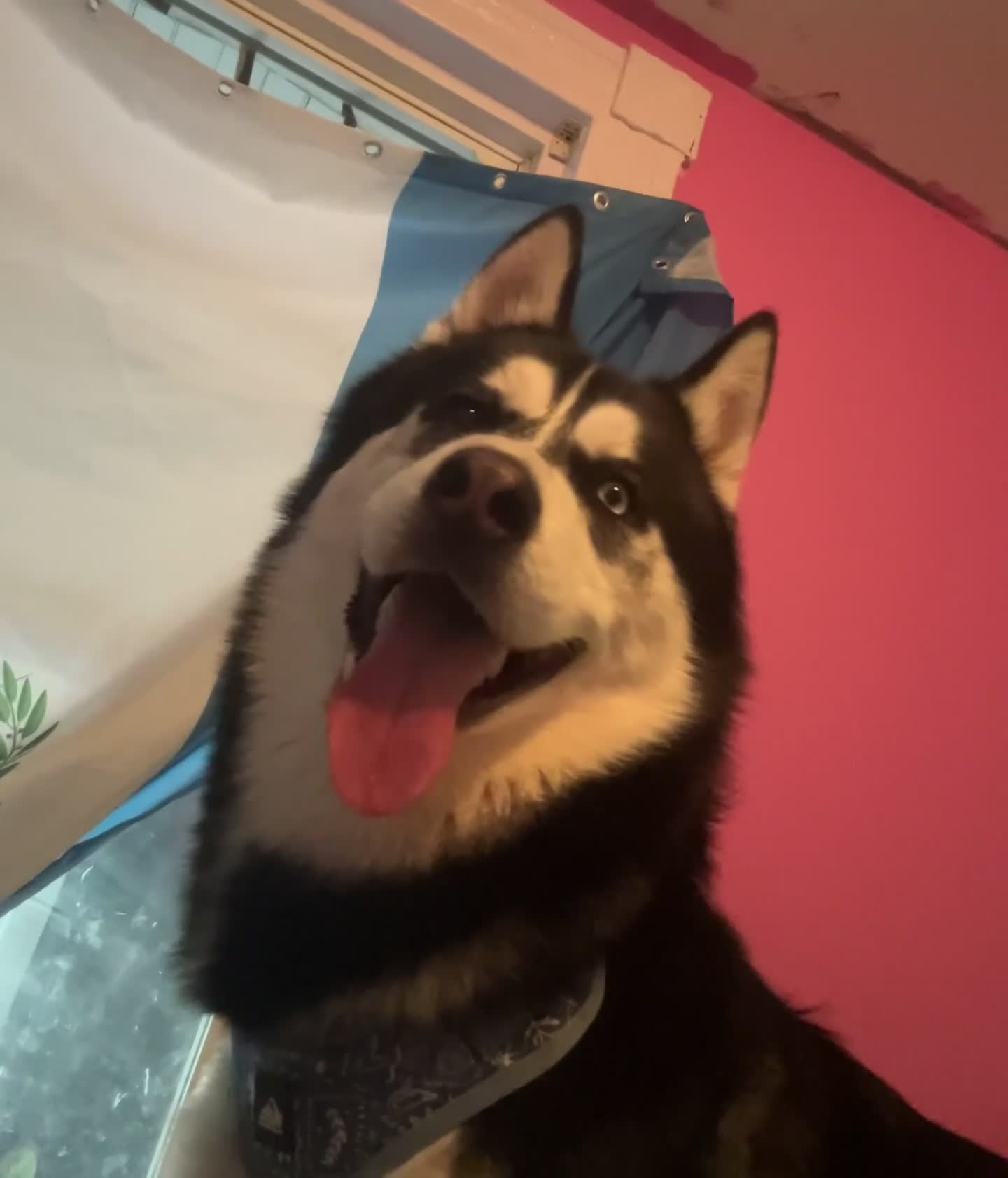 Mixed Breed dogs for sale: Brodly - Video 1