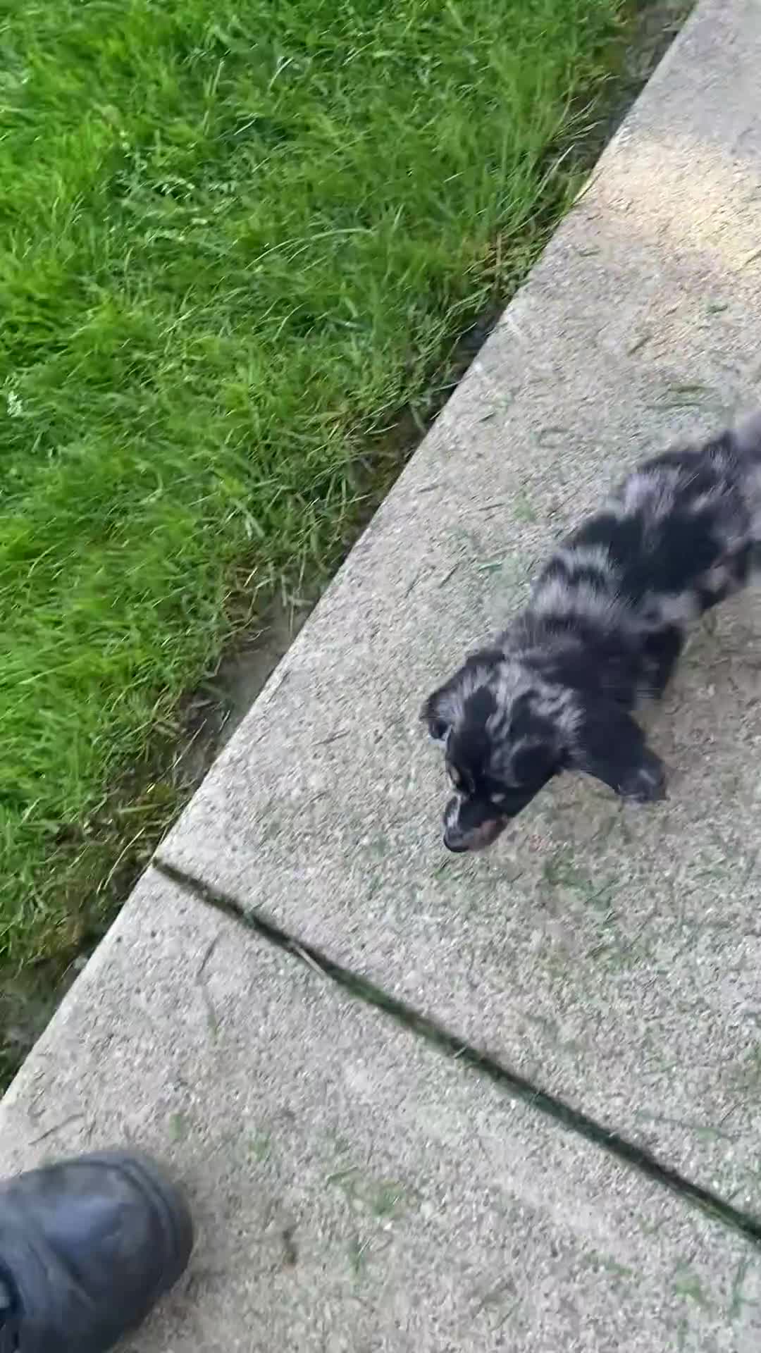 Miniature Dachshund dogs for sale: Duke - Video 1