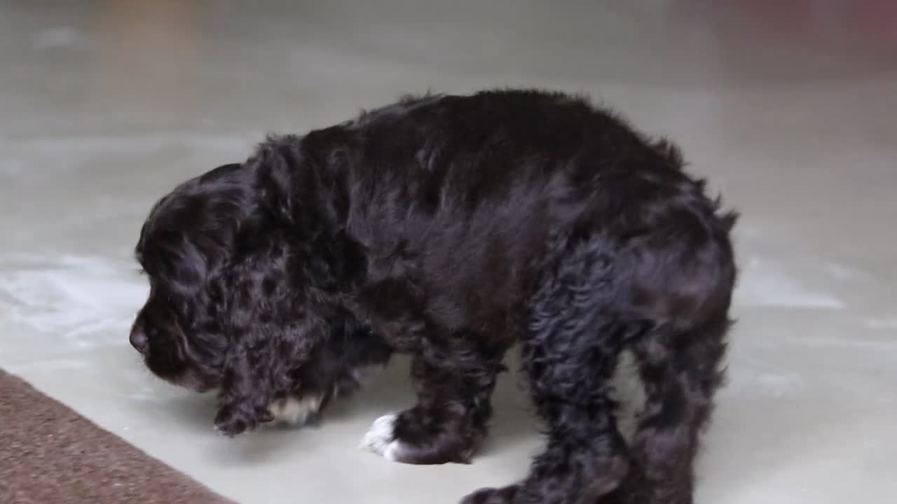 Cocker Spaniel dogs for sale: Lulu - Video 3