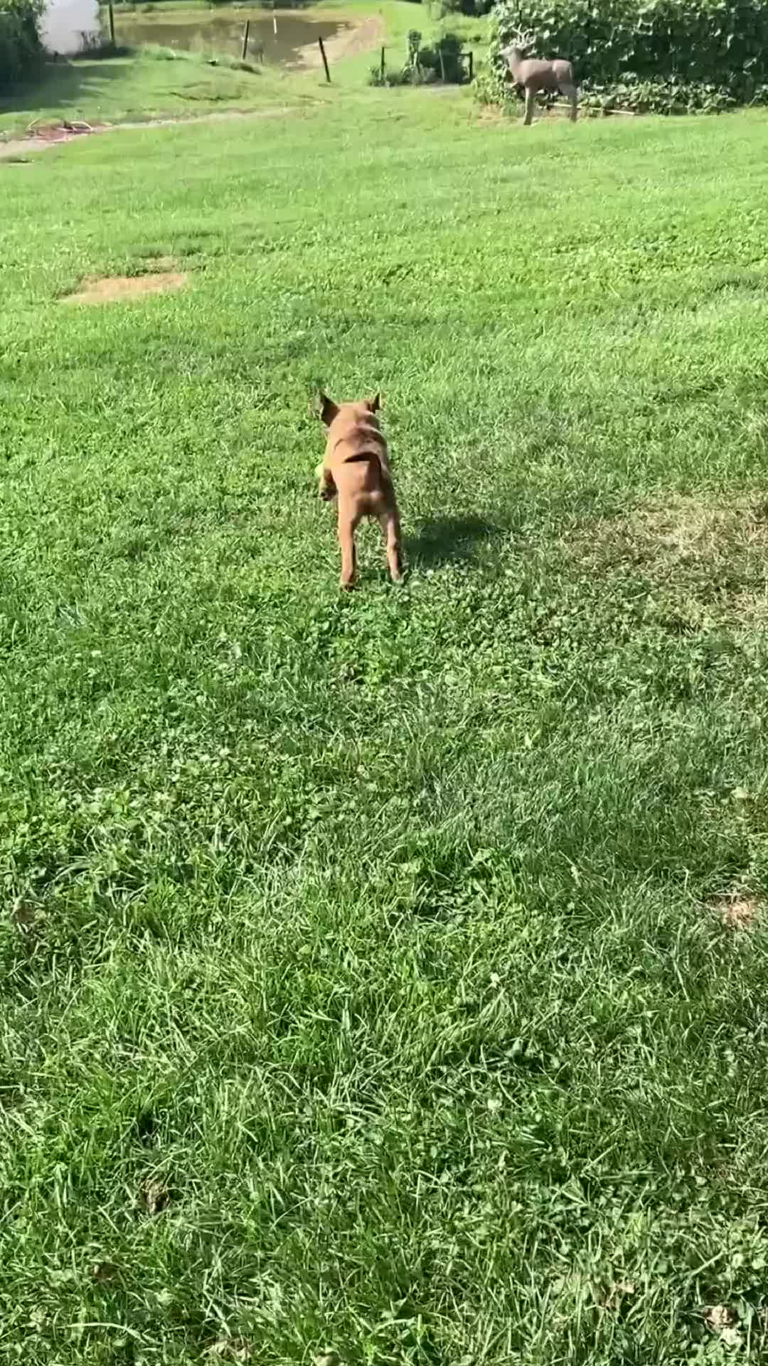 Mixed Breed dogs for sale: Nellie - Video 1