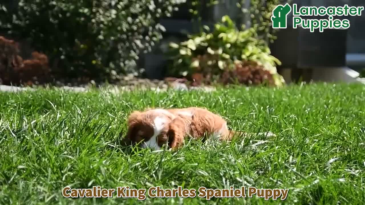Cavalier King Charles Spaniel dogs for sale: Max - Video 1