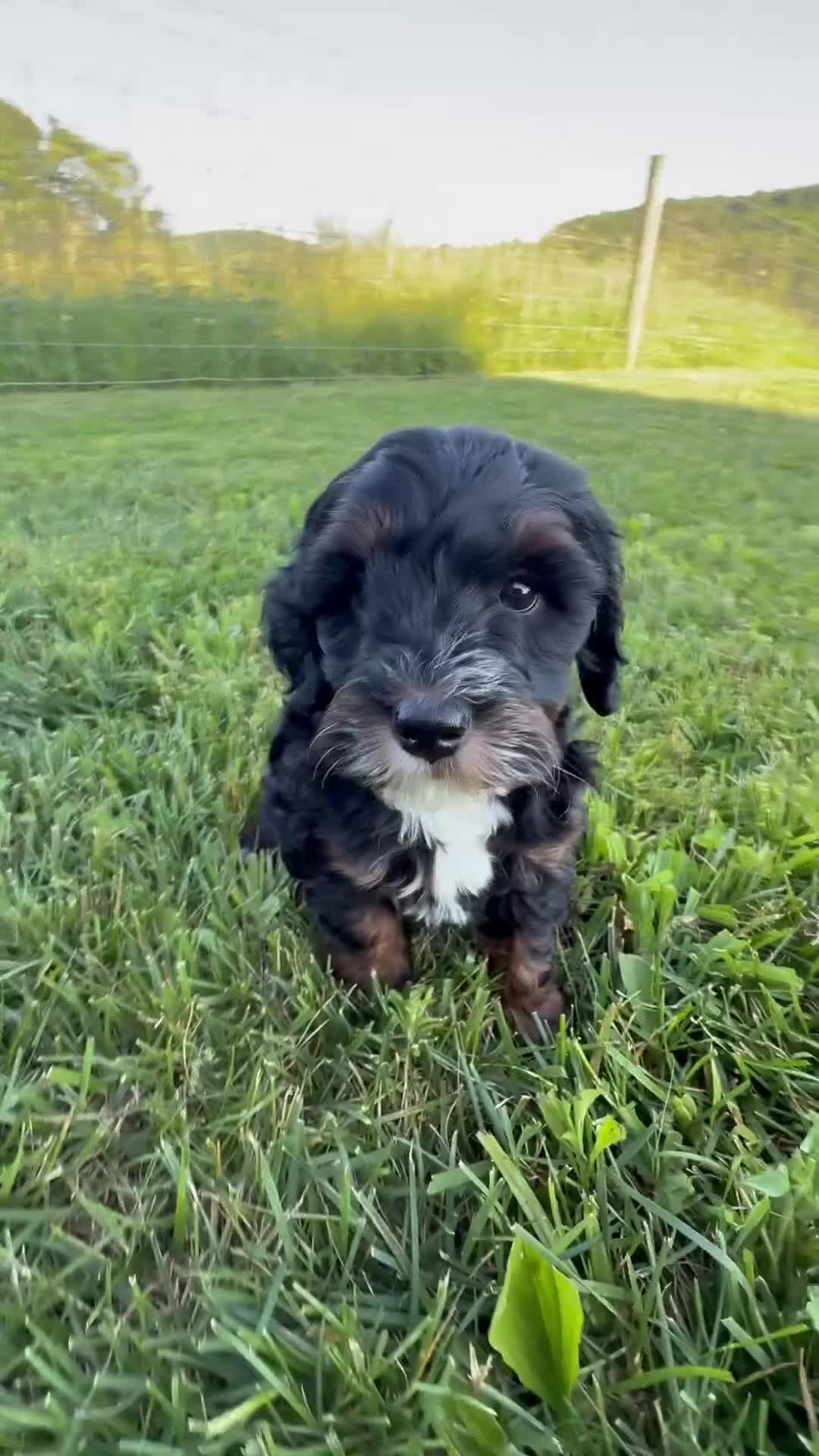 Mini Bernedoodle dogs for sale: Flora - Video 1