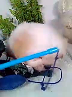 Shih Tzu dogs for sale: Prince - Video 1