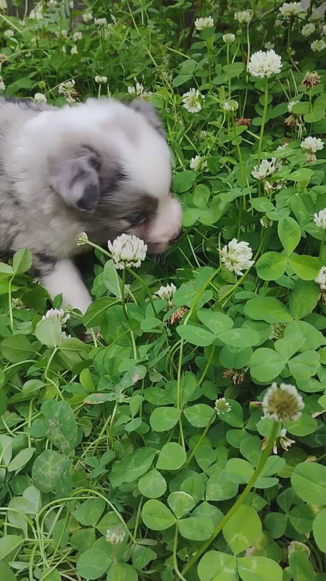 Miniature Australian Shepherd dogs for sale: Badger  - Video 2