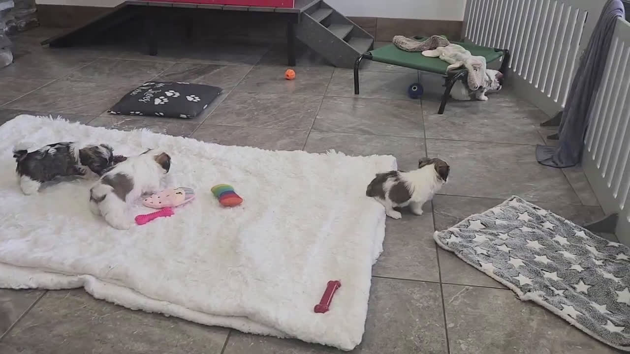 Havanese dogs for sale: WATSON - Video 5