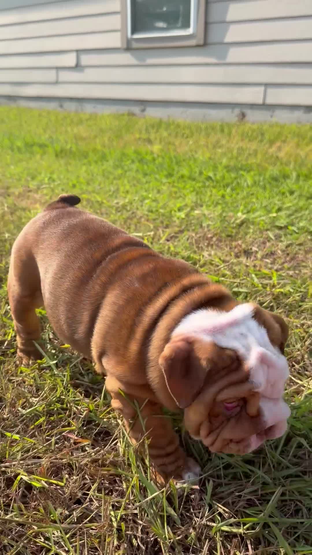 English Bulldog dogs for sale: Choco- Latte - Video 3
