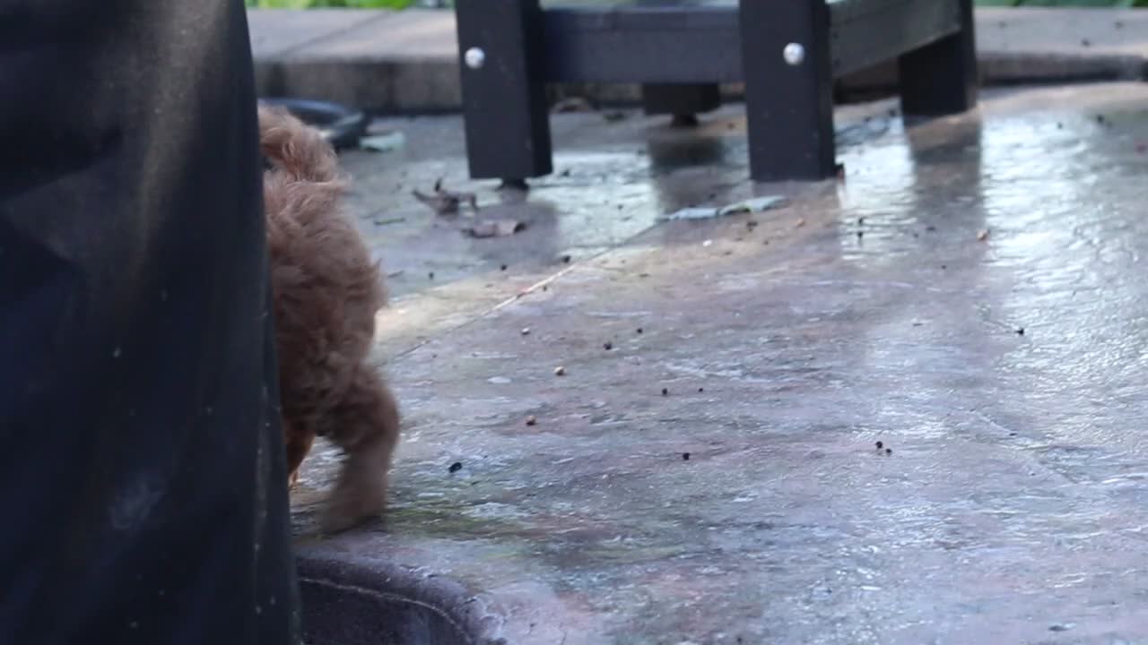 Cavapoo dogs for sale: Connor - Video 3