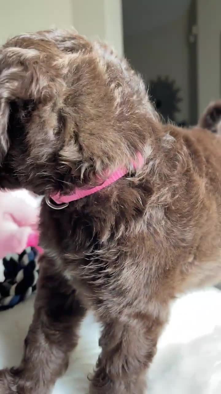 Labradoodle dogs for sale: Demi - Video 1