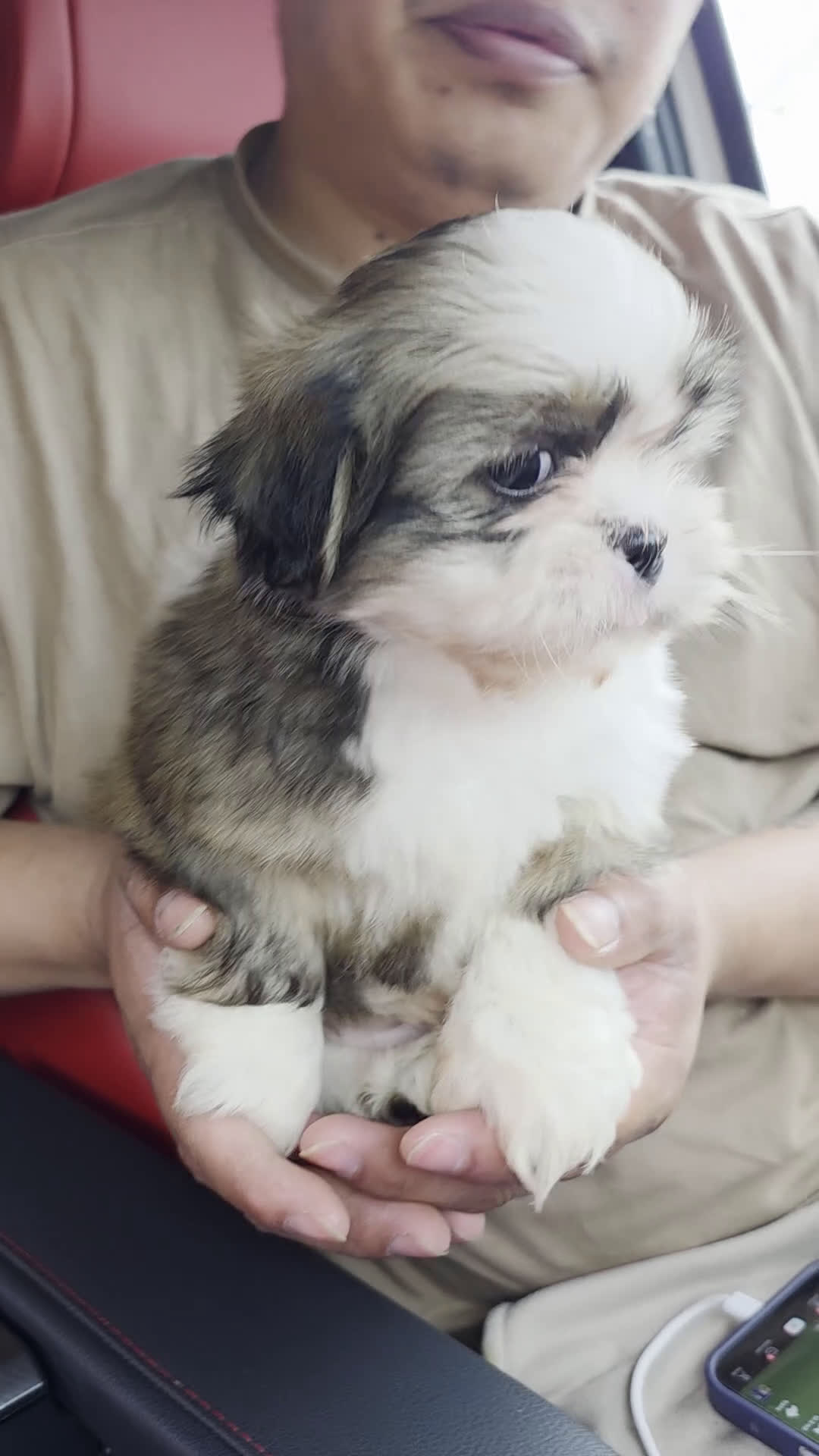 Shih Tzu dogs for sale: Shih Tzu Puppy lina - Video 1