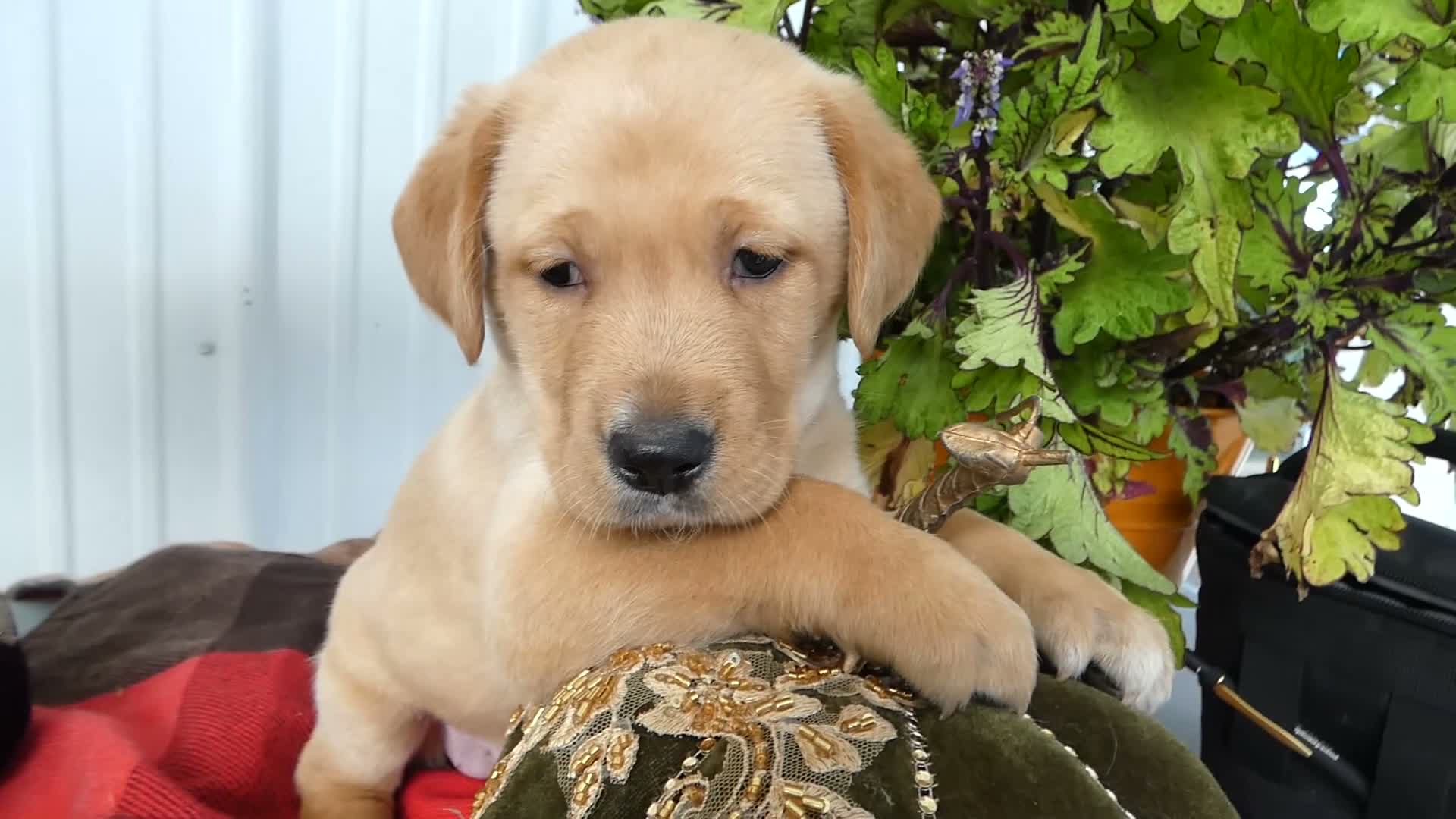Labrador Retriever dogs for sale: Labrador Retriever 4 Sasha - Video 1