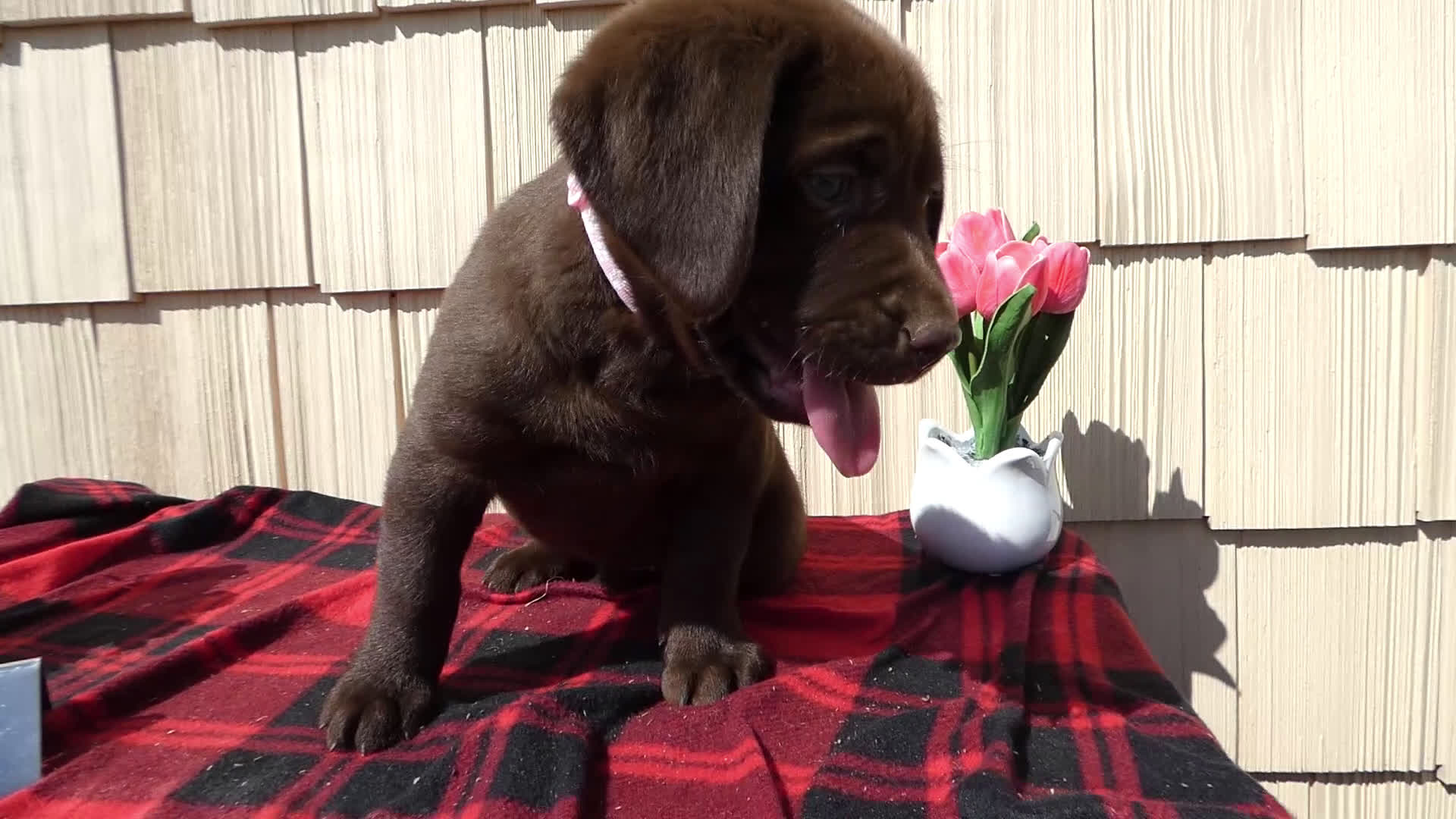 Labrador Retriever dogs for sale: Labrador Retriever Puppy 6 Susie - Video 1