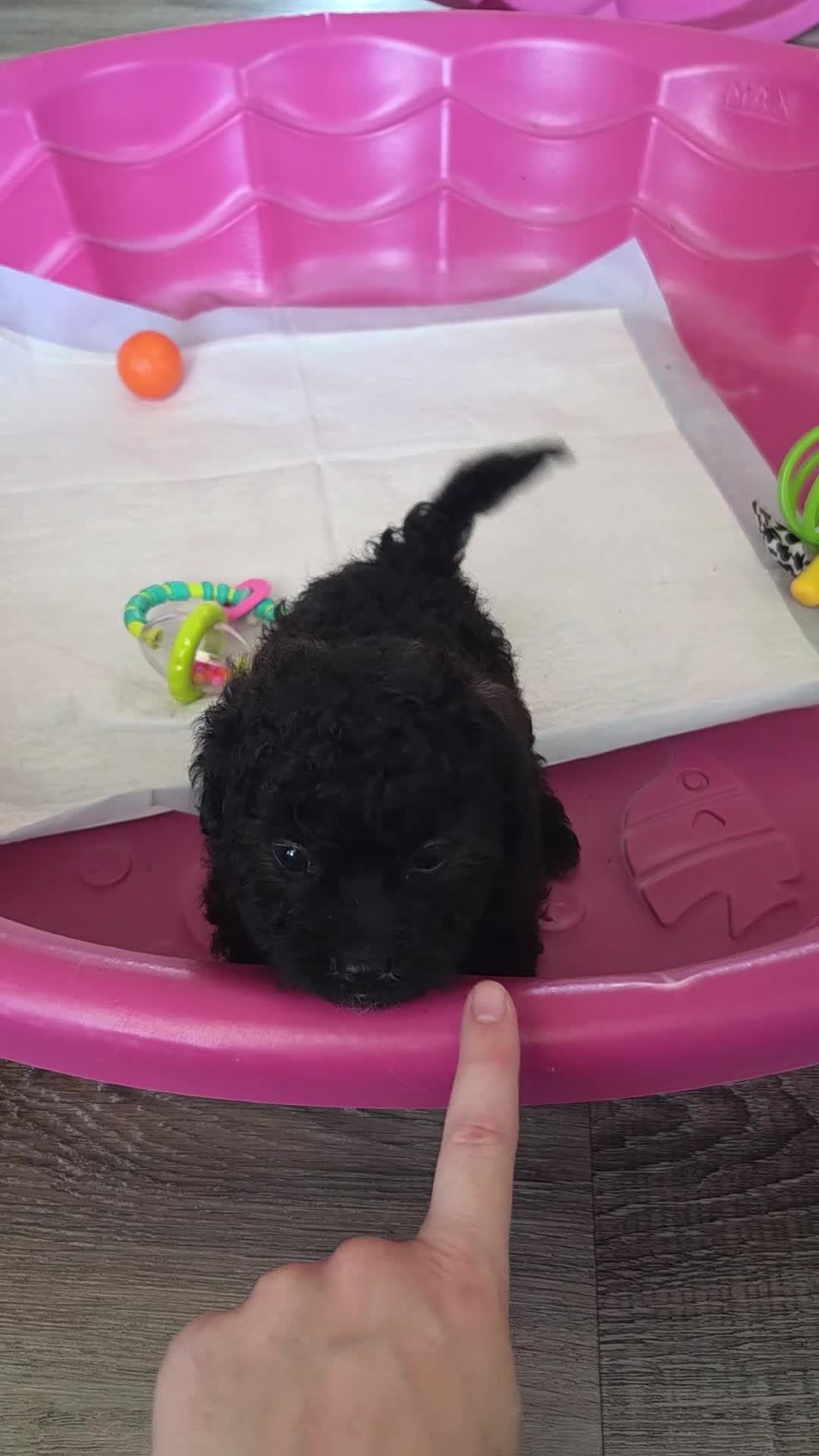 Shihpoo dogs for sale: Lucy - Video 2