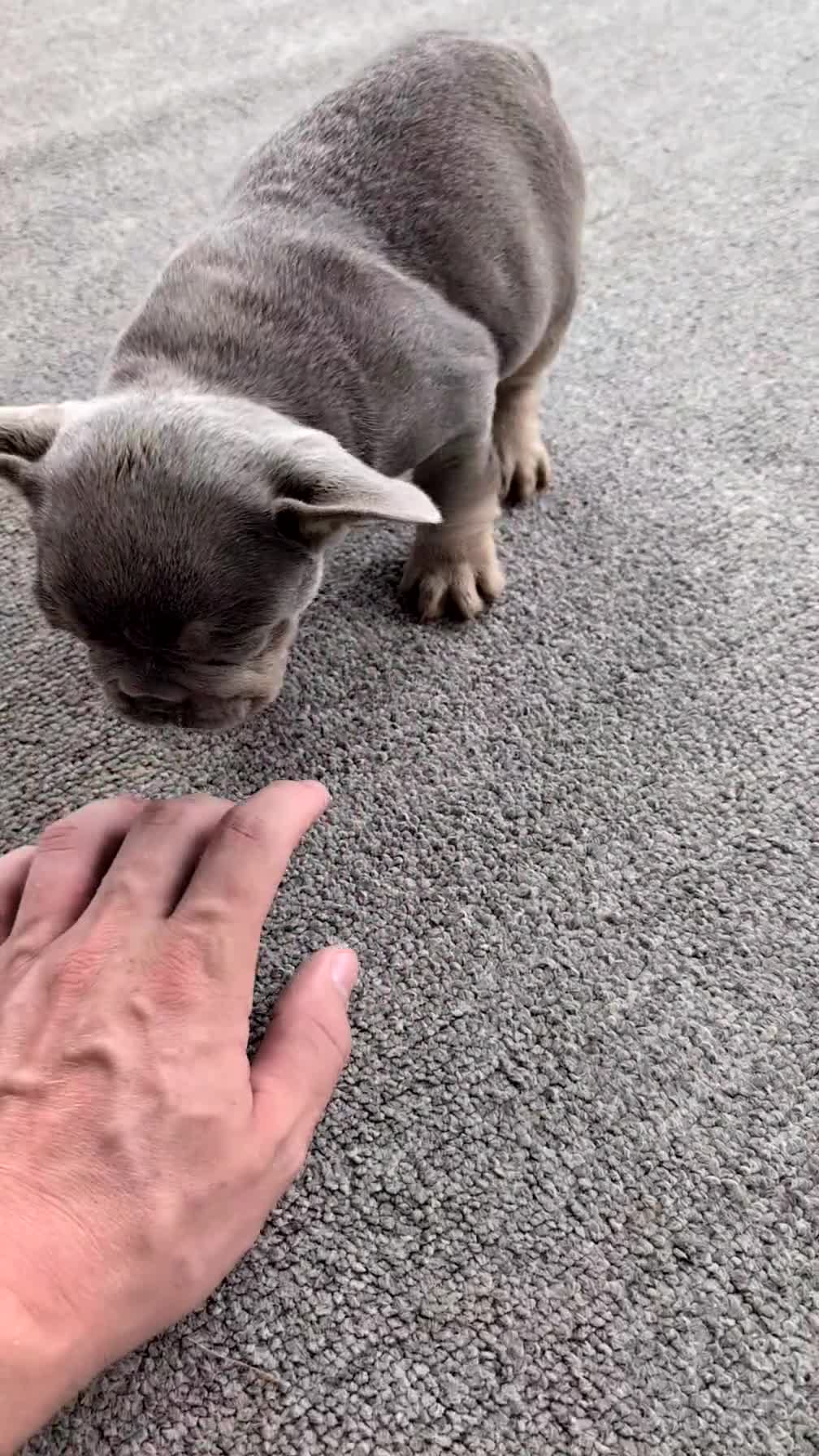 French Bulldog dogs for sale: Yogi - Video 1