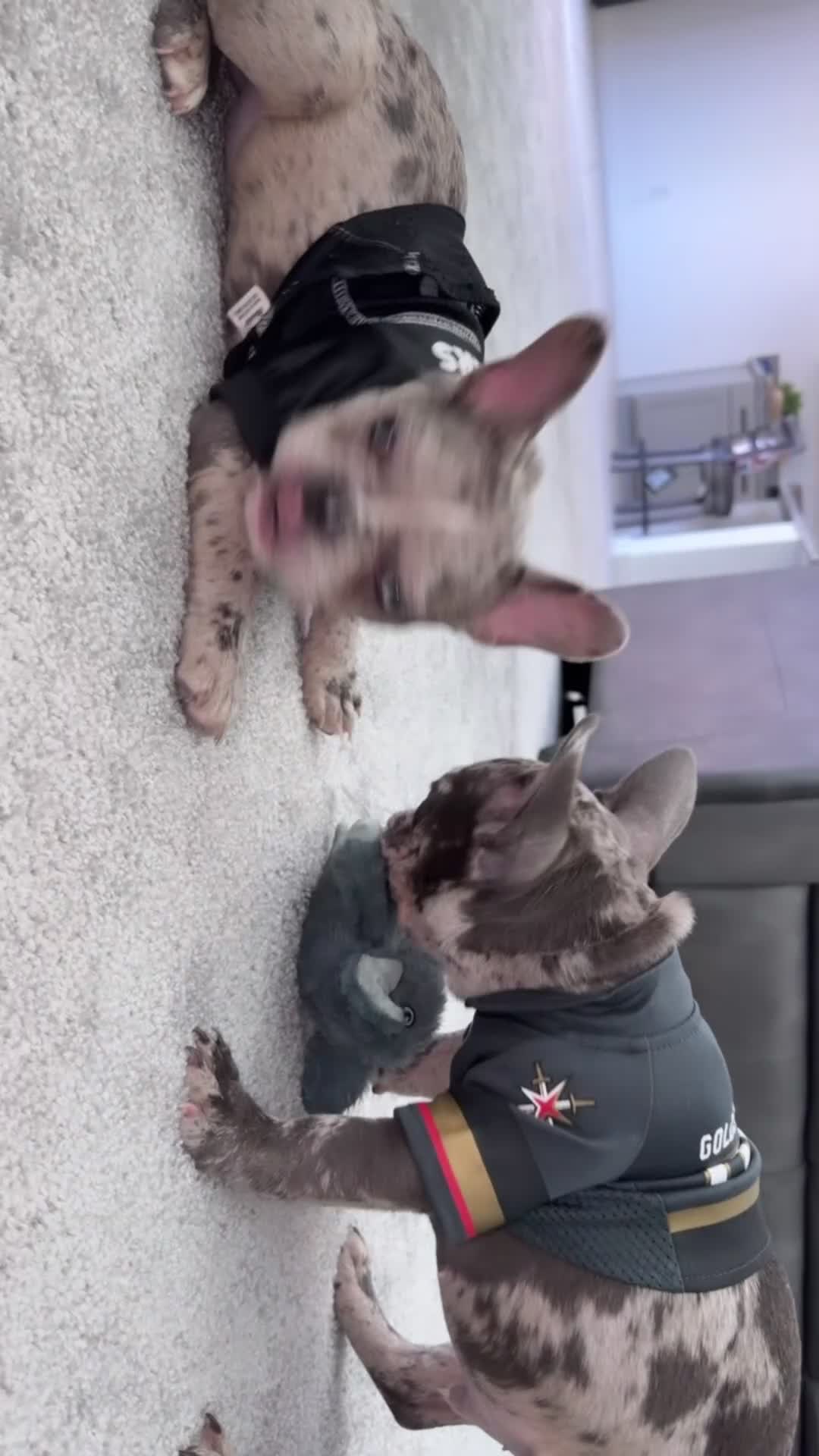 French Bulldog dogs for sale: French Bulldog Puppy 2 - Video 2