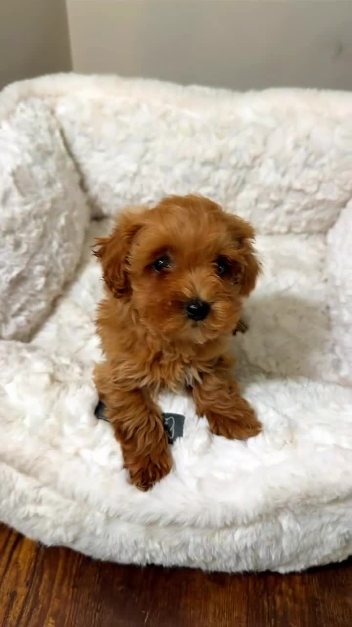 Toy Poodle dogs for sale: Luna  - Video 1