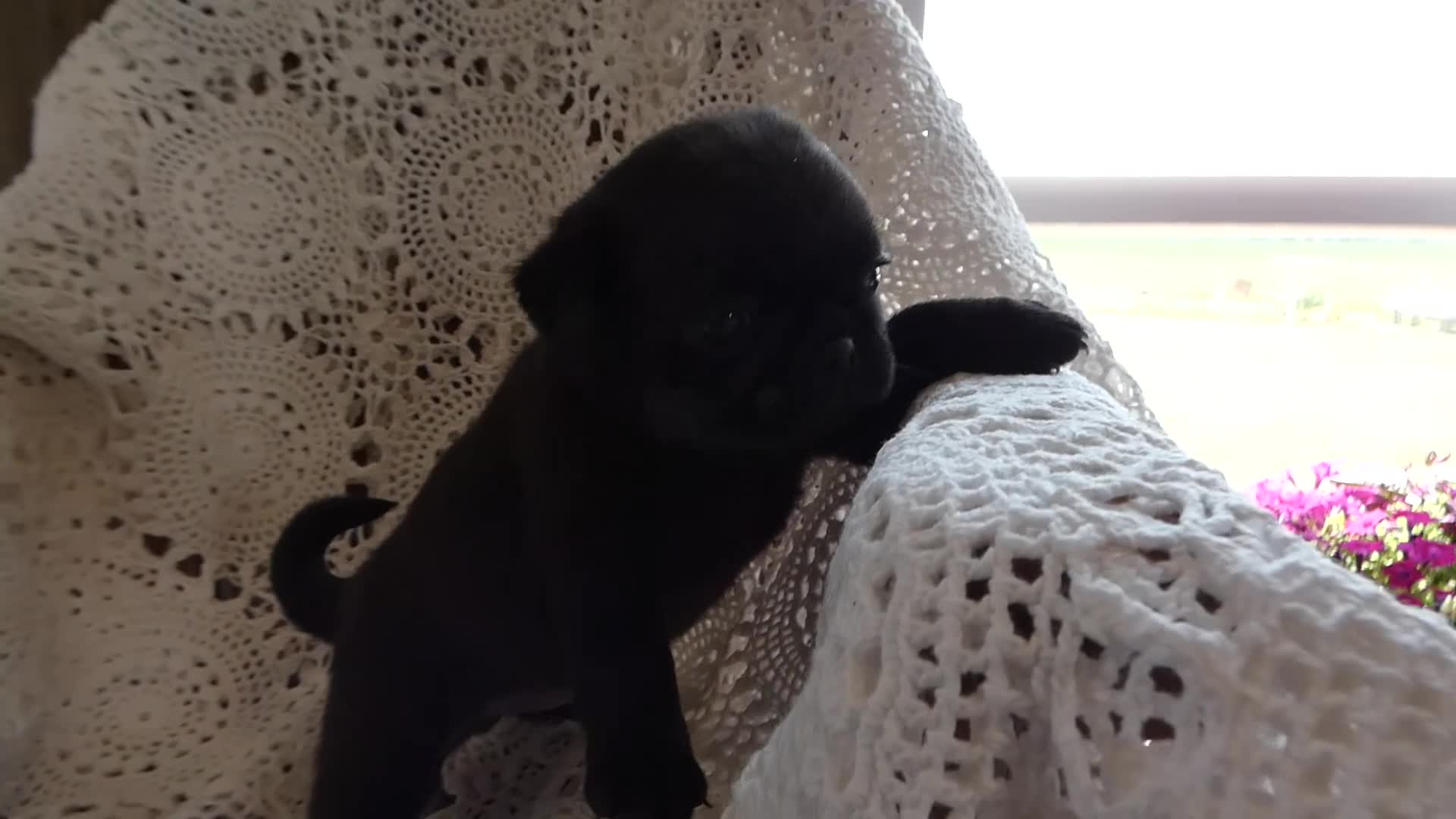 Pug dogs for sale: Pug 2 Rolly - Video 1