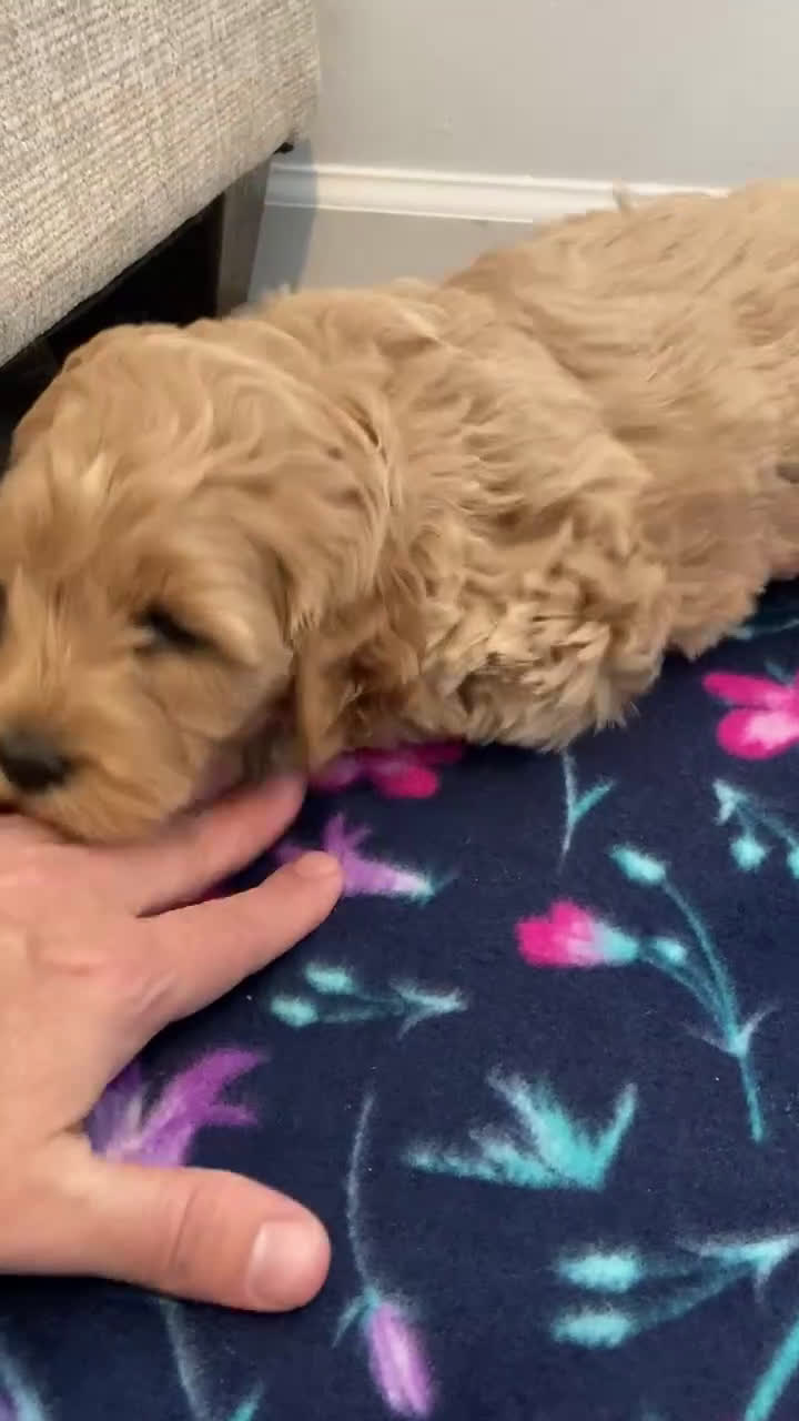 Labradoodle dogs for sale: Puppy - Video 9