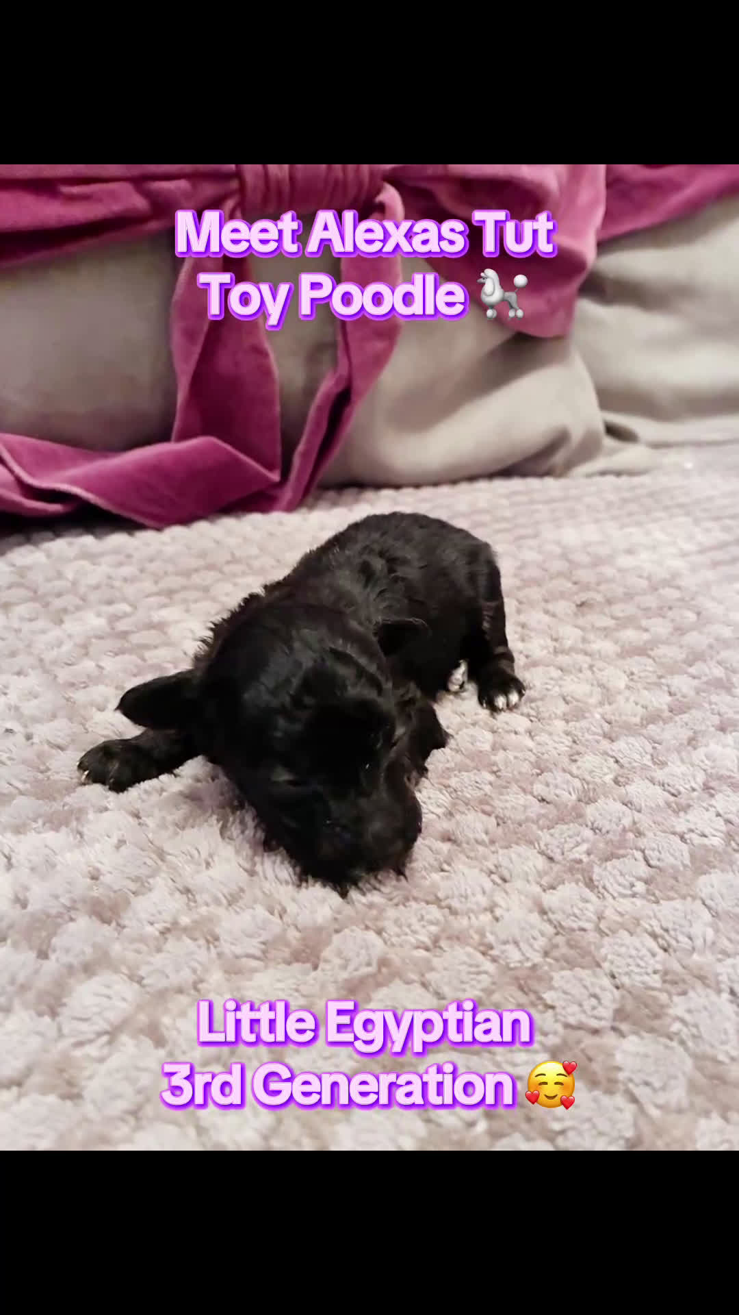 Toy Poodle dogs for sale: Alexas Toy Poodle Puppy - Video 1