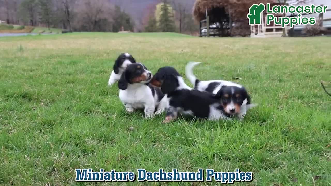 Miniature Dachshund dogs for sale: Digger - Video 1