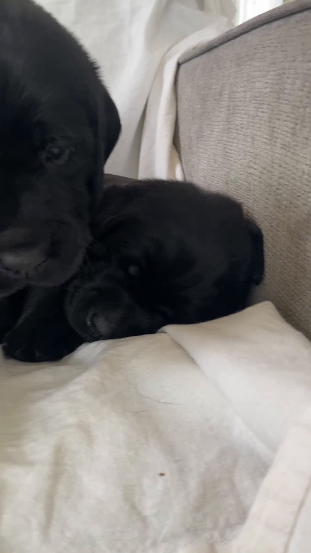 Labrador Retriever dogs for sale: Maggie - Video 1