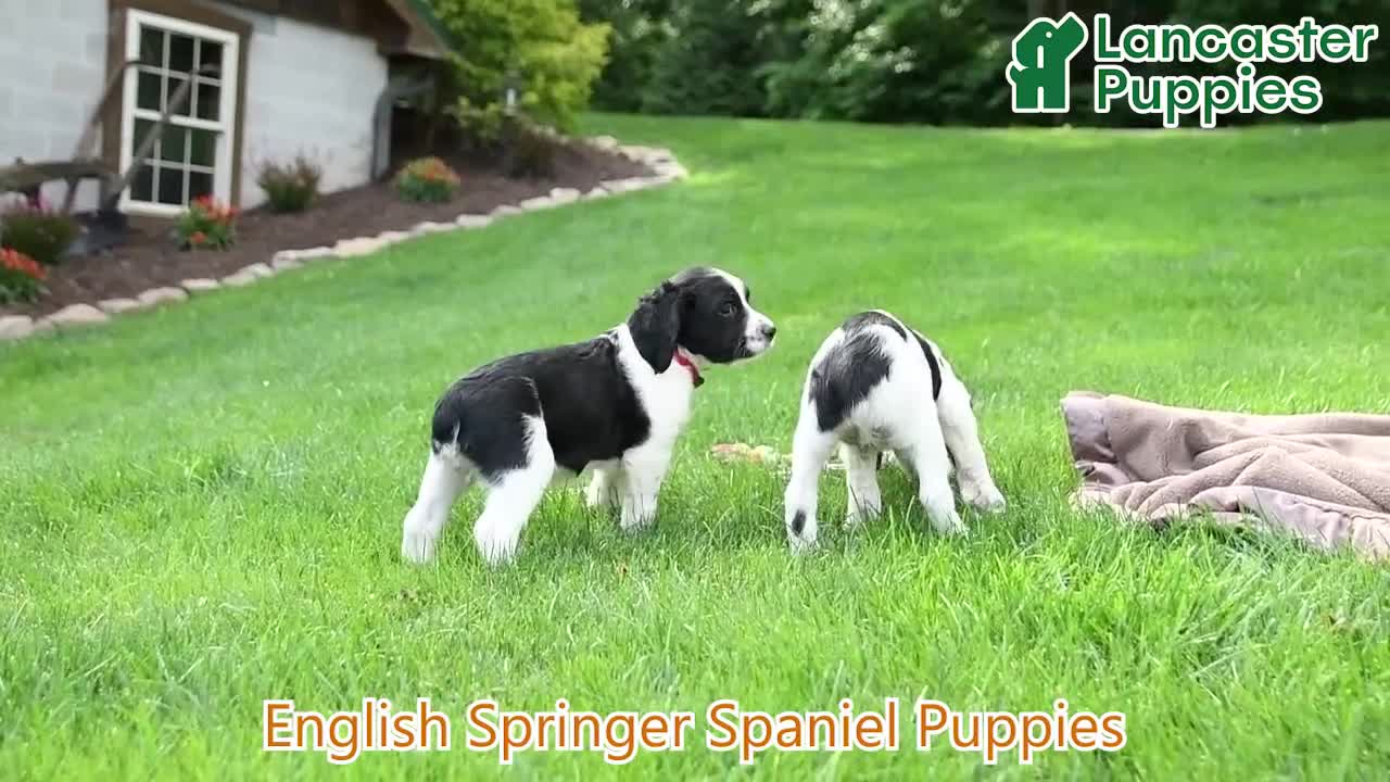 English Springer Spaniel dogs for sale: Dakota - Video 1