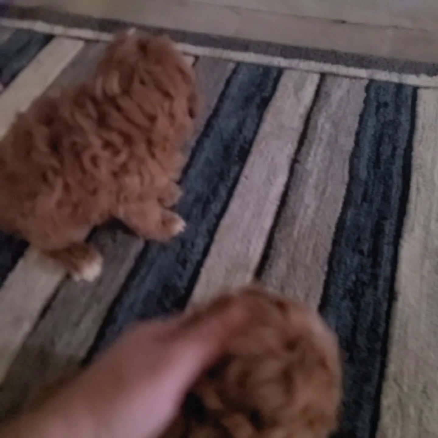 Cavapoo dogs for sale: Ace - Video 1