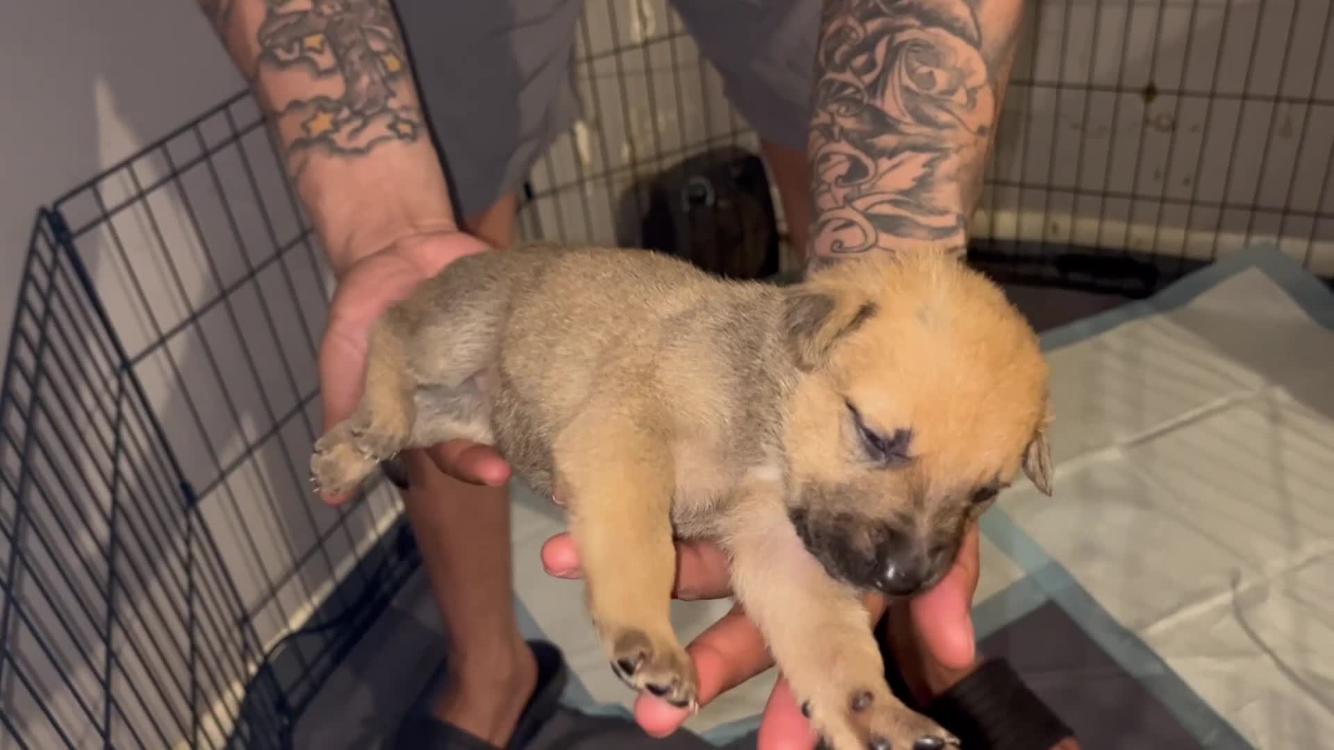 Mixed Breed dogs for sale: Hot pink - Video 1
