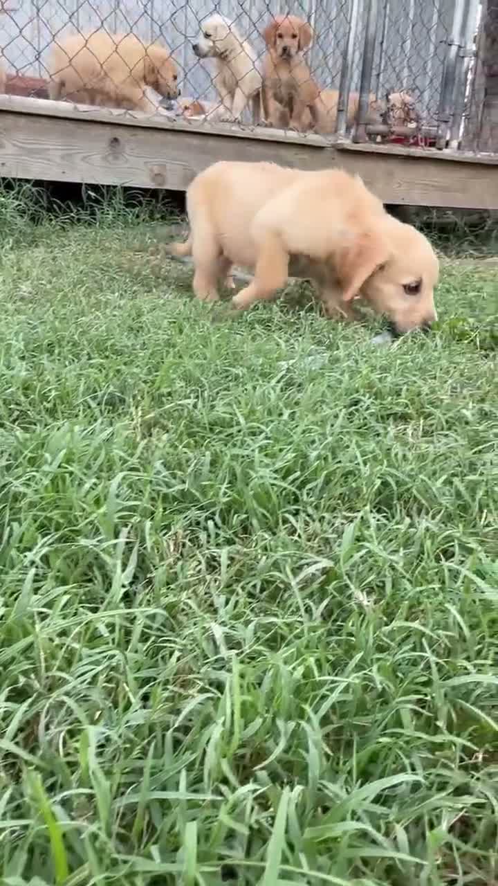 Golden Retriever dogs for sale: Jasmine - Video 3