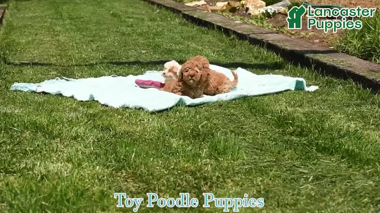 Toy Poodle dogs for sale: Meringue - Video 1