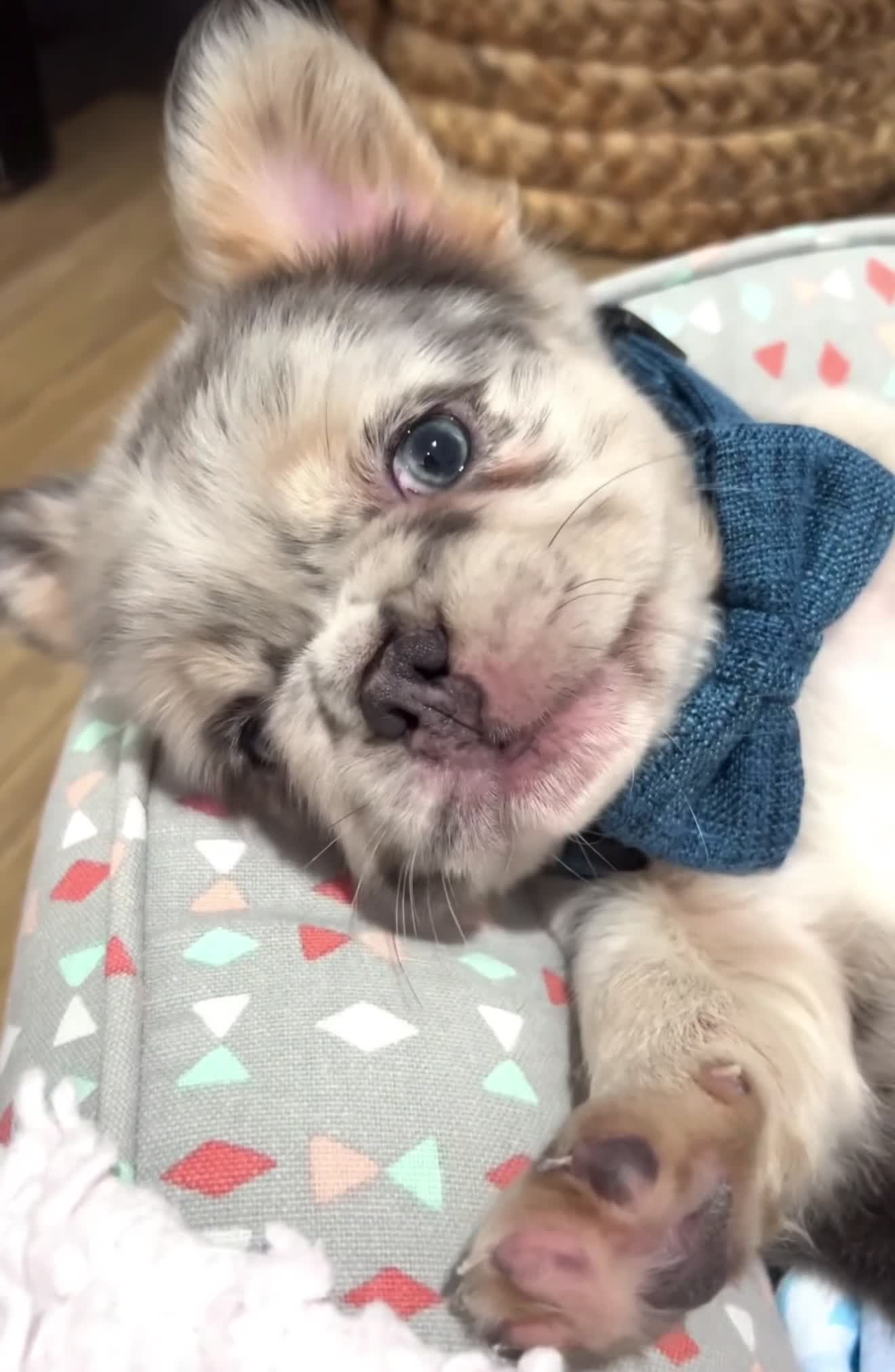 French Bulldog dogs for sale: Tucker - Video 1